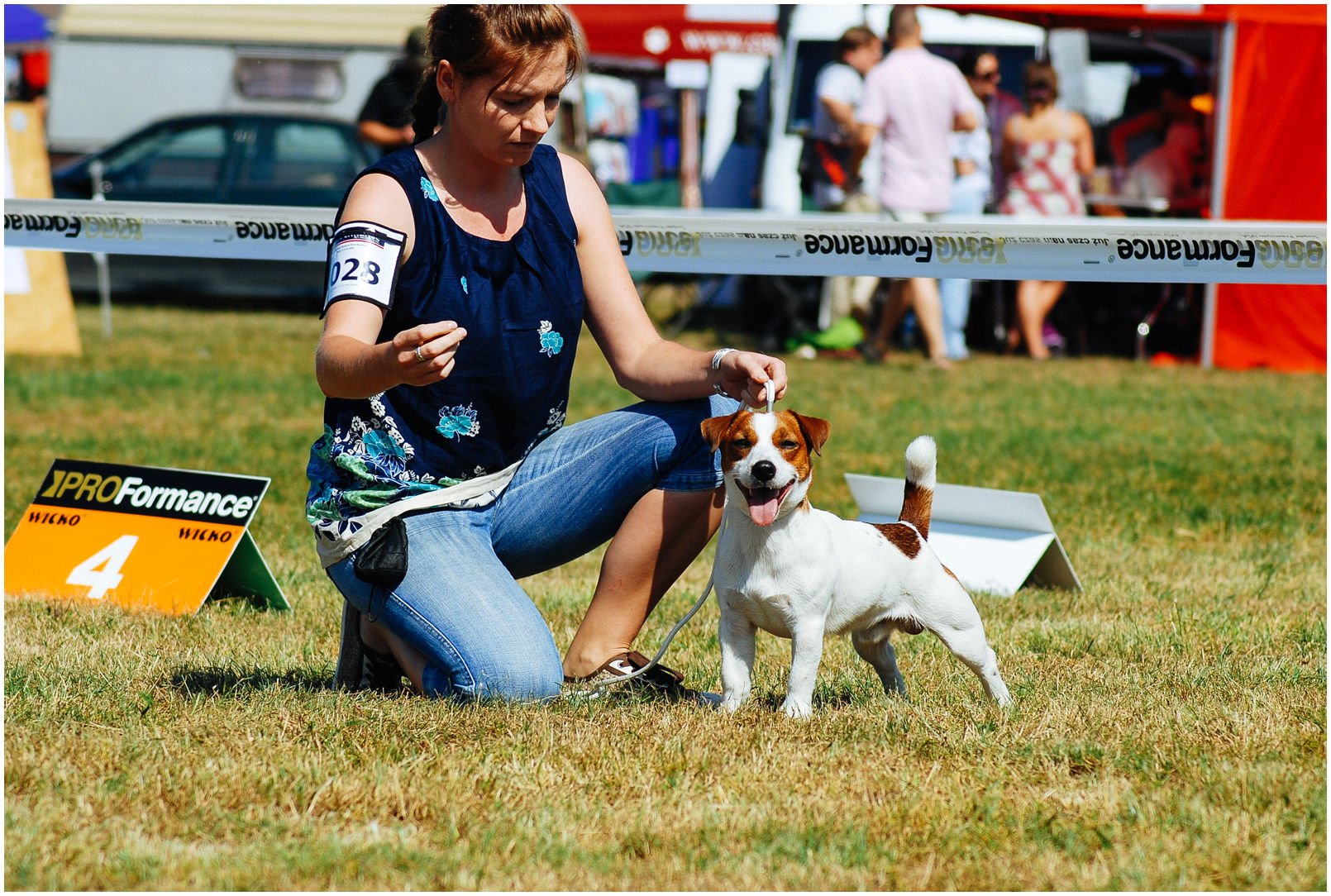 Bronco Bill Drapichrust - Hodowla Jack Russell Terrier Z Todrykowa. Cechy charakterystyczne: dobrze umięśniony, silny pies, pięknie wybarwiony – przekazuje głęboki kolor, doskonały w pracy z człowiekiem, radosny i zrównoważony samiec