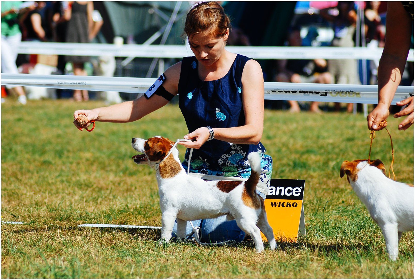 Bronco Bill Drapichrust - Hodowla Jack Russell Terrier Z Todrykowa. Cechy charakterystyczne: dobrze umięśniony, silny pies, pięknie wybarwiony – przekazuje głęboki kolor, doskonały w pracy z człowiekiem, radosny i zrównoważony samiec
