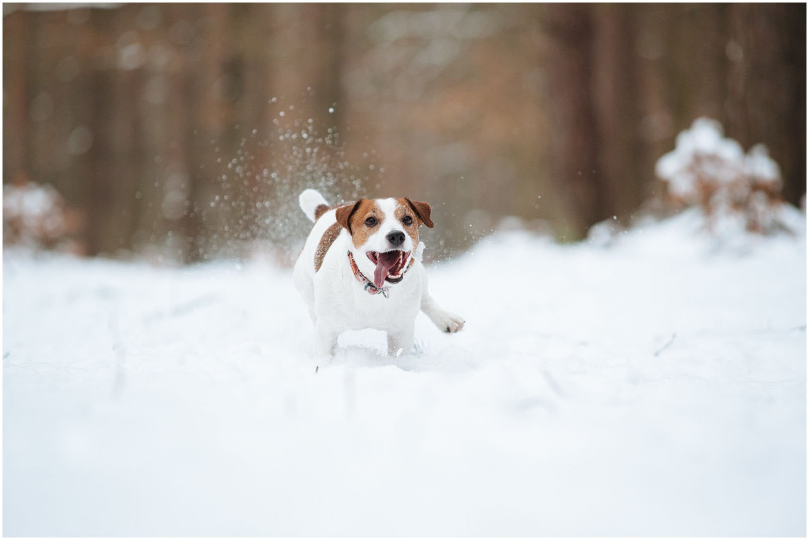 Bronco Bill Drapichrust - Hodowla Jack Russell Terrier Z Todrykowa. Cechy charakterystyczne: dobrze umięśniony, silny pies, pięknie wybarwiony – przekazuje głęboki kolor, doskonały w pracy z człowiekiem, radosny i zrównoważony samiec