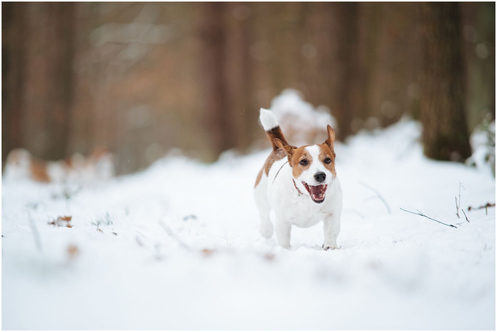 Bronco Bill Drapichrust - Hodowla Jack Russell Terrier Z Todrykowa. Cechy charakterystyczne: dobrze umięśniony, silny pies, pięknie wybarwiony – przekazuje głęboki kolor, doskonały w pracy z człowiekiem, radosny i zrównoważony samiec