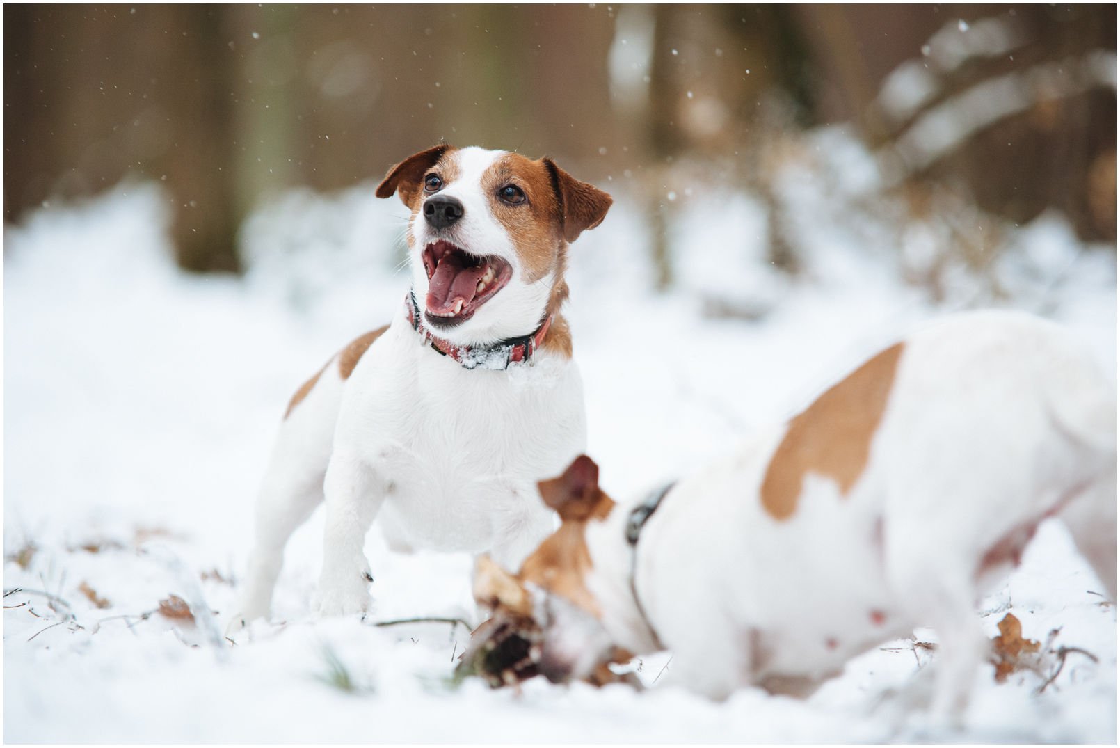 Bronco Bill Drapichrust - Hodowla Jack Russell Terrier Z Todrykowa. Cechy charakterystyczne: dobrze umięśniony, silny pies, pięknie wybarwiony – przekazuje głęboki kolor, doskonały w pracy z człowiekiem, radosny i zrównoważony samiec