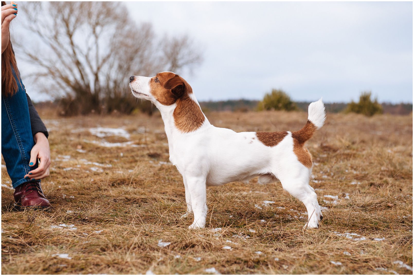 Bronco Bill Drapichrust - Hodowla Jack Russell Terrier Z Todrykowa. Cechy charakterystyczne: dobrze umięśniony, silny pies, pięknie wybarwiony – przekazuje głęboki kolor, doskonały w pracy z człowiekiem, radosny i zrównoważony samiec