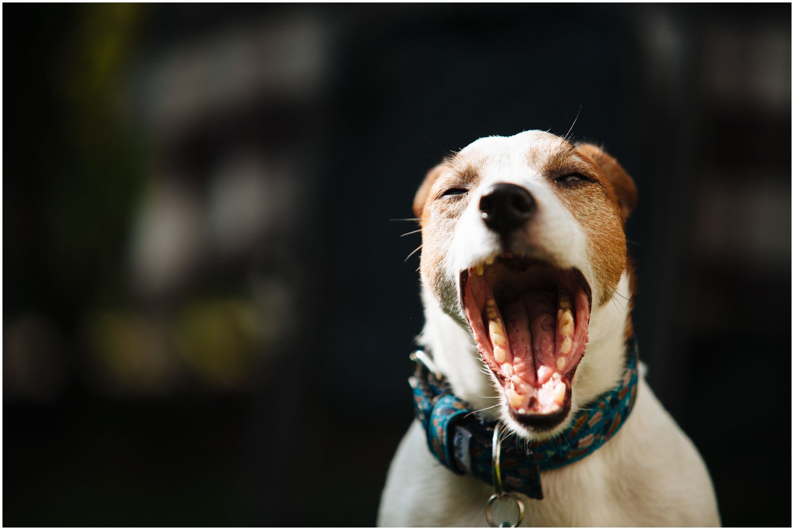 Bronco Bill Drapichrust - Hodowla Jack Russell Terrier Z Todrykowa. Cechy charakterystyczne: dobrze umięśniony, silny pies, pięknie wybarwiony – przekazuje głęboki kolor, doskonały w pracy z człowiekiem, radosny i zrównoważony samiec