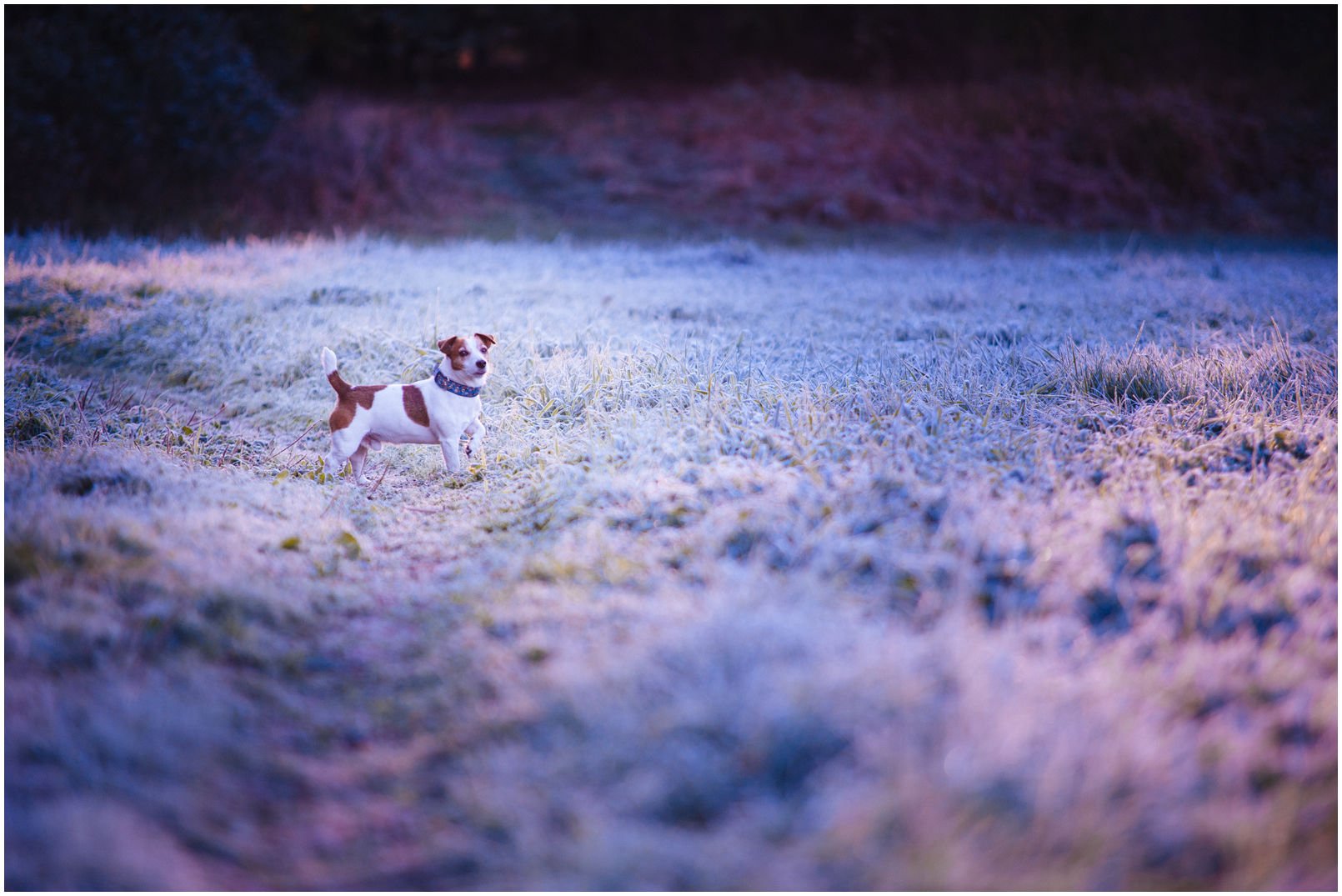 Bronco Bill Drapichrust - Hodowla Jack Russell Terrier Z Todrykowa. Cechy charakterystyczne: dobrze umięśniony, silny pies, pięknie wybarwiony – przekazuje głęboki kolor, doskonały w pracy z człowiekiem, radosny i zrównoważony samiec