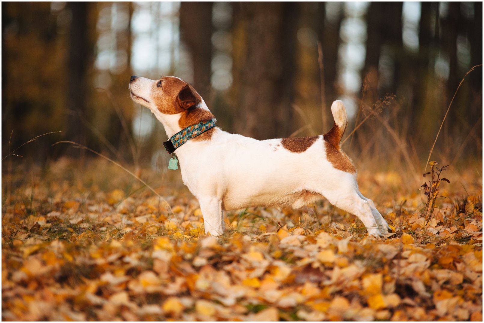 Bronco Bill Drapichrust - Hodowla Jack Russell Terrier Z Todrykowa. Cechy charakterystyczne: dobrze umięśniony, silny pies, pięknie wybarwiony – przekazuje głęboki kolor, doskonały w pracy z człowiekiem, radosny i zrównoważony samiec