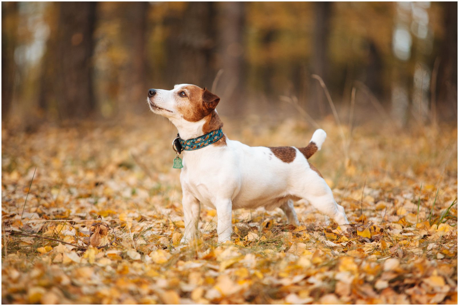 Bronco Bill Drapichrust - Hodowla Jack Russell Terrier Z Todrykowa. Cechy charakterystyczne: dobrze umięśniony, silny pies, pięknie wybarwiony – przekazuje głęboki kolor, doskonały w pracy z człowiekiem, radosny i zrównoważony samiec