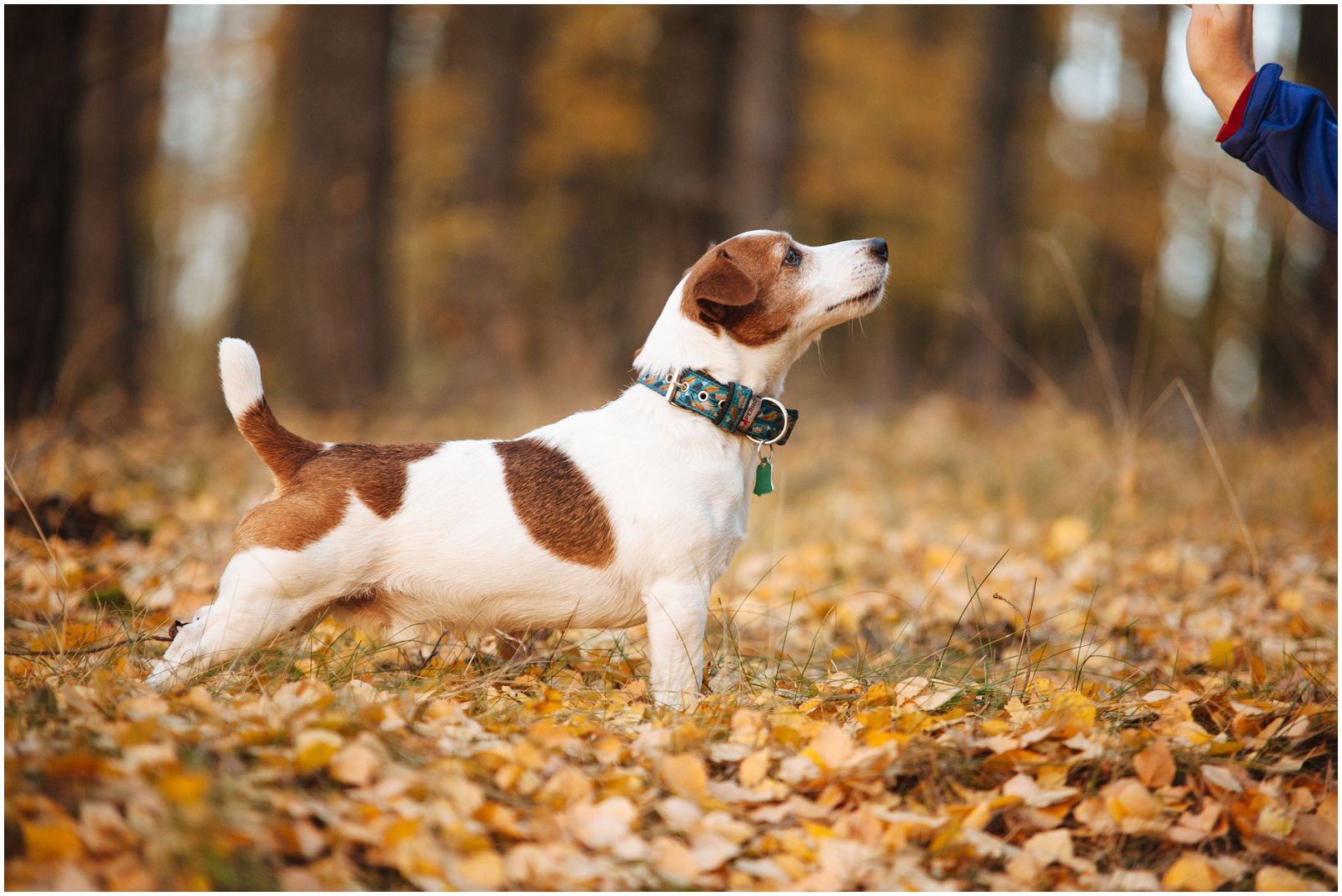 Bronco Bill Drapichrust - Hodowla Jack Russell Terrier Z Todrykowa. Cechy charakterystyczne: dobrze umięśniony, silny pies, pięknie wybarwiony – przekazuje głęboki kolor, doskonały w pracy z człowiekiem, radosny i zrównoważony samiec