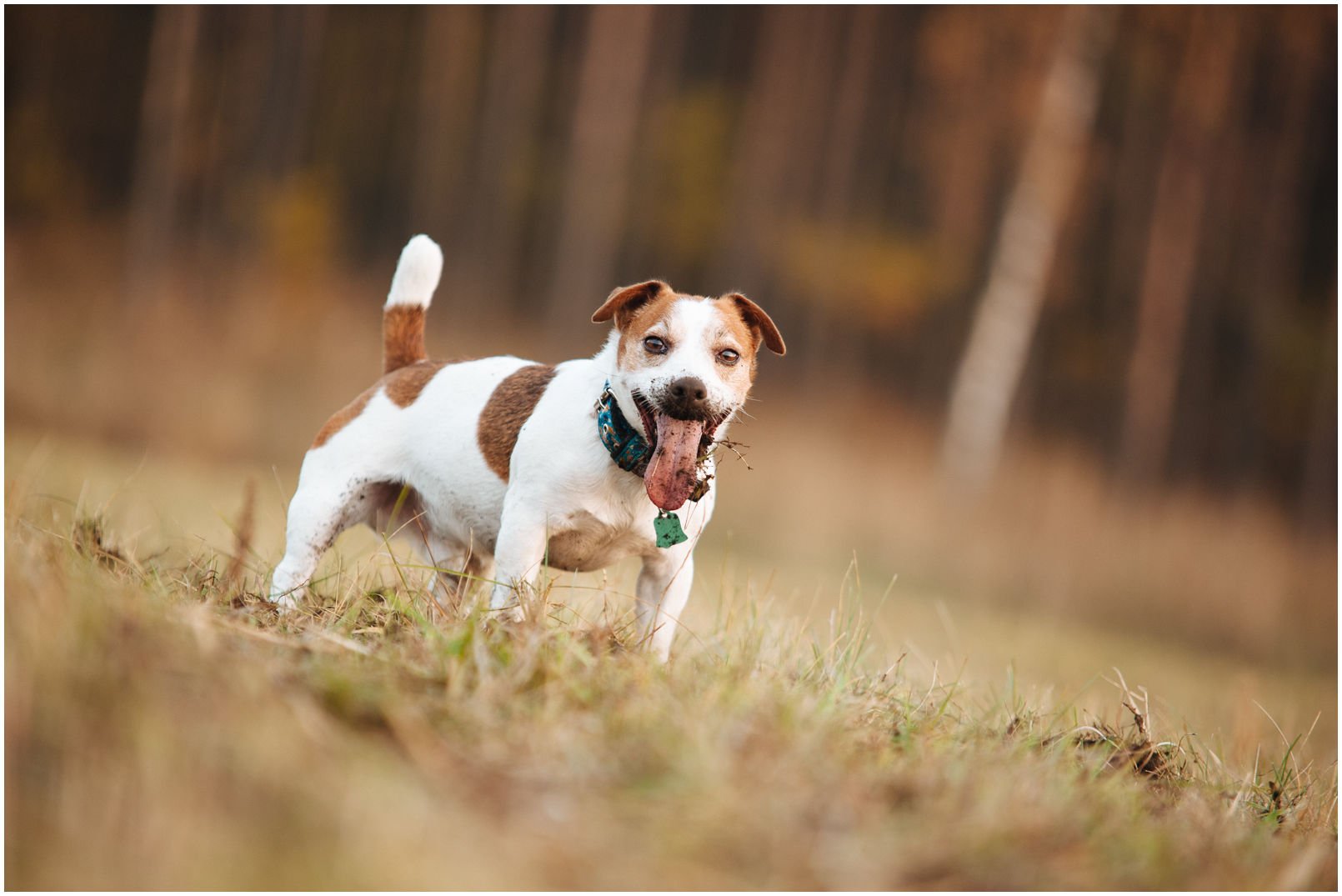 Bronco Bill Drapichrust - Hodowla Jack Russell Terrier Z Todrykowa. Cechy charakterystyczne: dobrze umięśniony, silny pies, pięknie wybarwiony – przekazuje głęboki kolor, doskonały w pracy z człowiekiem, radosny i zrównoważony samiec