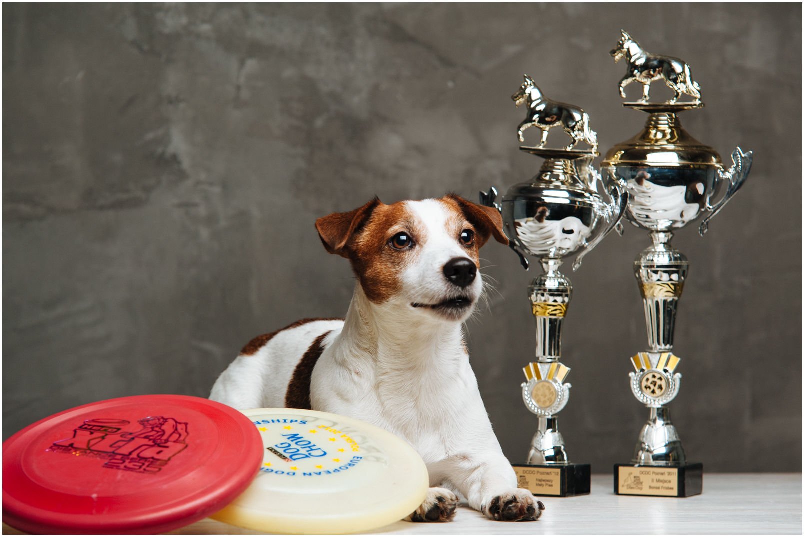 Bronco Bill Drapichrust - Hodowla Jack Russell Terrier Z Todrykowa. Cechy charakterystyczne: dobrze umięśniony, silny pies, pięknie wybarwiony – przekazuje głęboki kolor, doskonały w pracy z człowiekiem, radosny i zrównoważony samiec