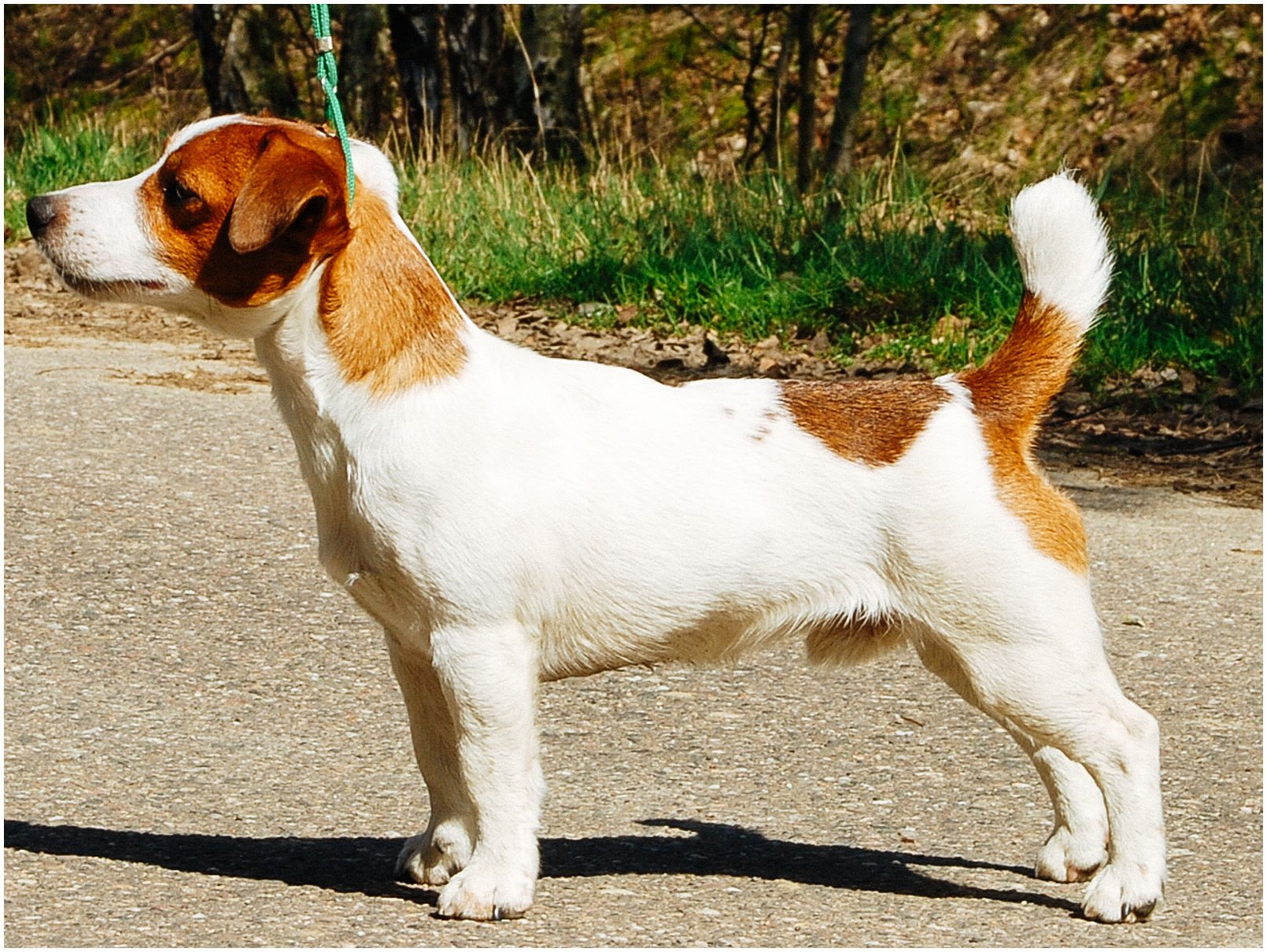 Bronco Bill Drapichrust - Hodowla Jack Russell Terrier Z Todrykowa. Cechy charakterystyczne: dobrze umięśniony, silny pies, pięknie wybarwiony – przekazuje głęboki kolor, doskonały w pracy z człowiekiem, radosny i zrównoważony samiec