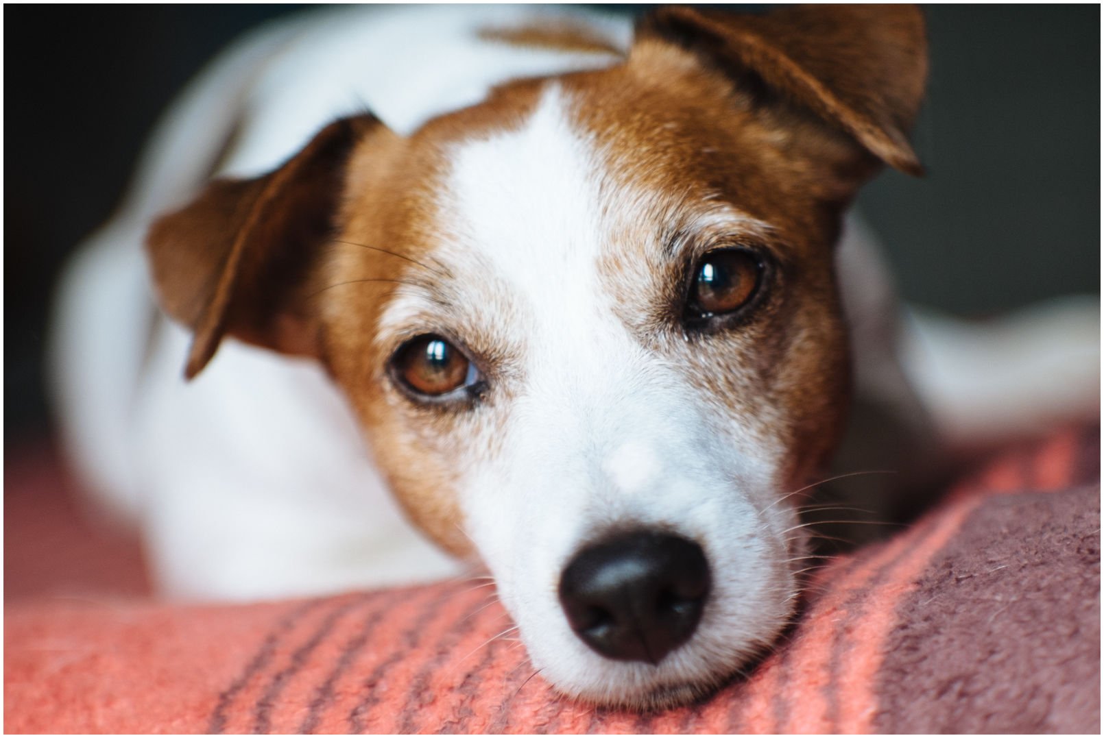 Bronco Bill Drapichrust - Hodowla Jack Russell Terrier Z Todrykowa. Cechy charakterystyczne: dobrze umięśniony, silny pies, pięknie wybarwiony – przekazuje głęboki kolor, doskonały w pracy z człowiekiem, radosny i zrównoważony samiec