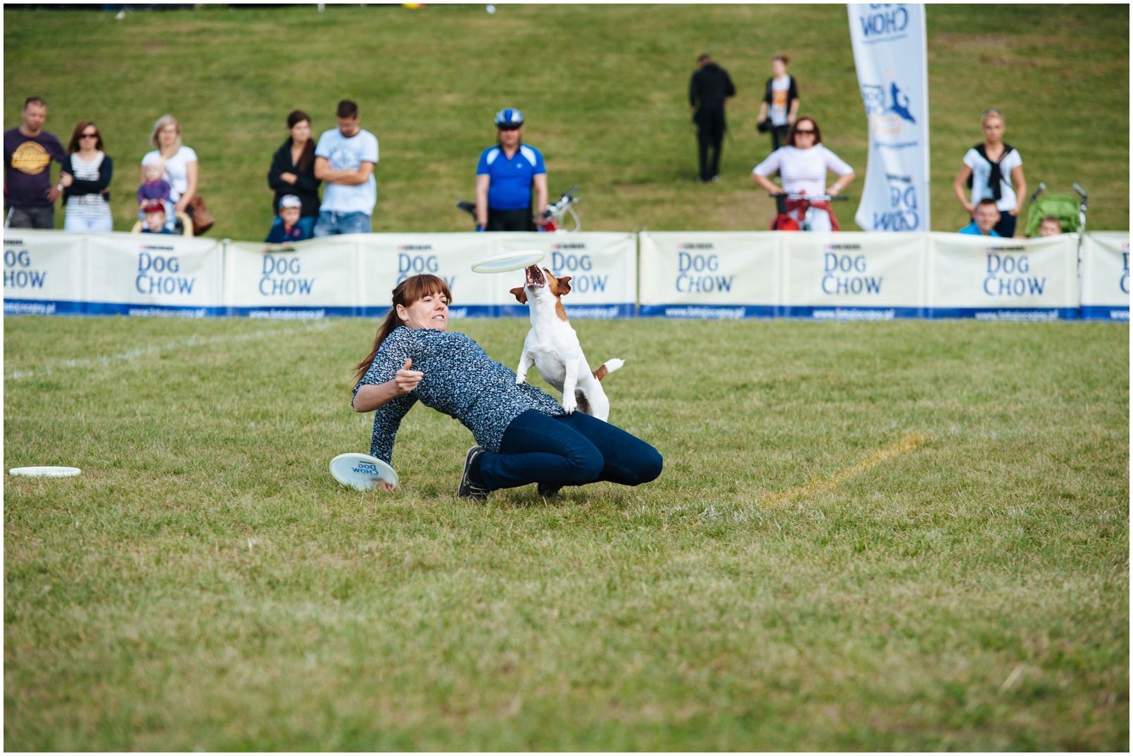 Bronco Bill Drapichrust - Hodowla Jack Russell Terrier Z Todrykowa. Cechy charakterystyczne: dobrze umięśniony, silny pies, pięknie wybarwiony – przekazuje głęboki kolor, doskonały w pracy z człowiekiem, radosny i zrównoważony samiec