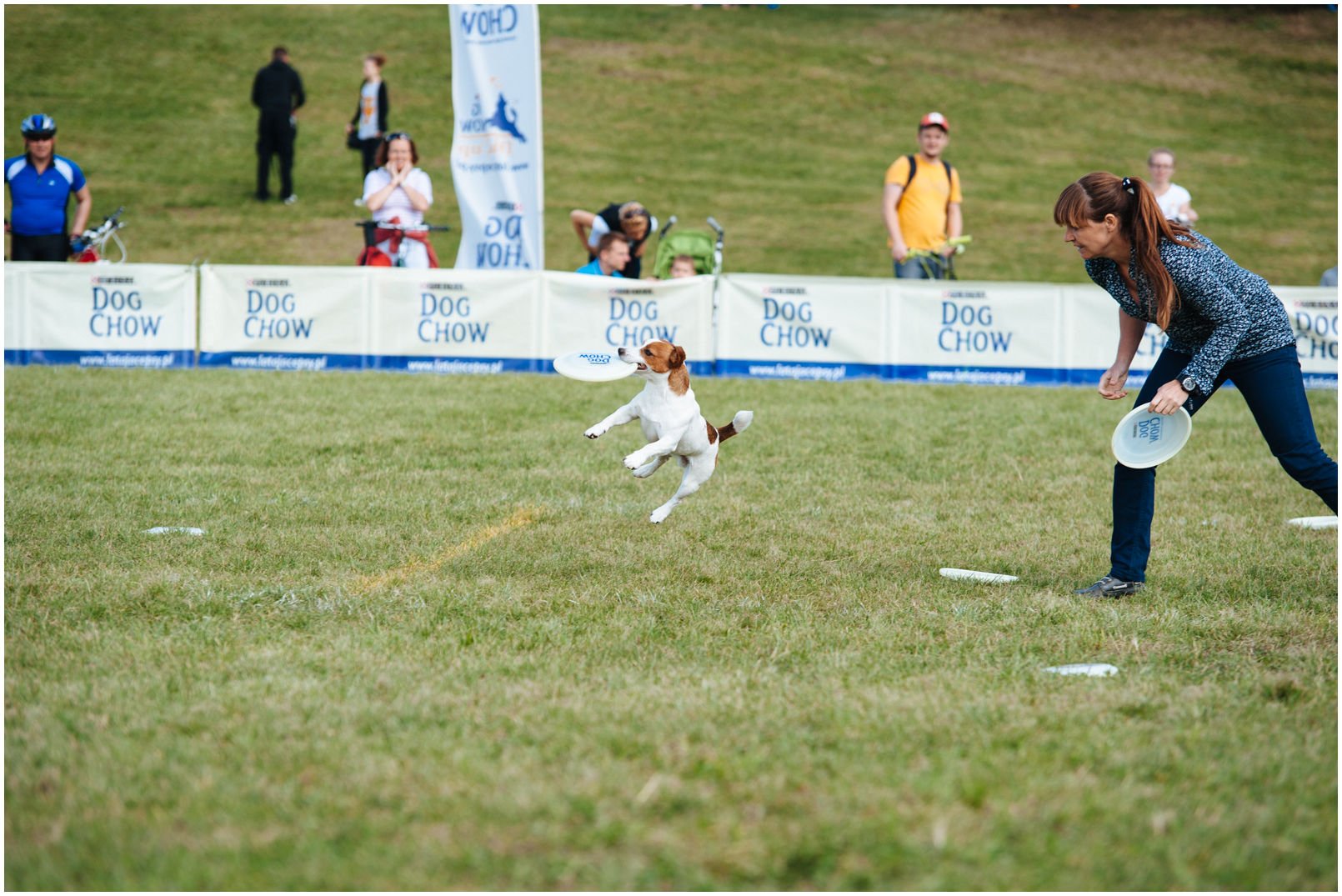 Bronco Bill Drapichrust - Hodowla Jack Russell Terrier Z Todrykowa. Cechy charakterystyczne: dobrze umięśniony, silny pies, pięknie wybarwiony – przekazuje głęboki kolor, doskonały w pracy z człowiekiem, radosny i zrównoważony samiec