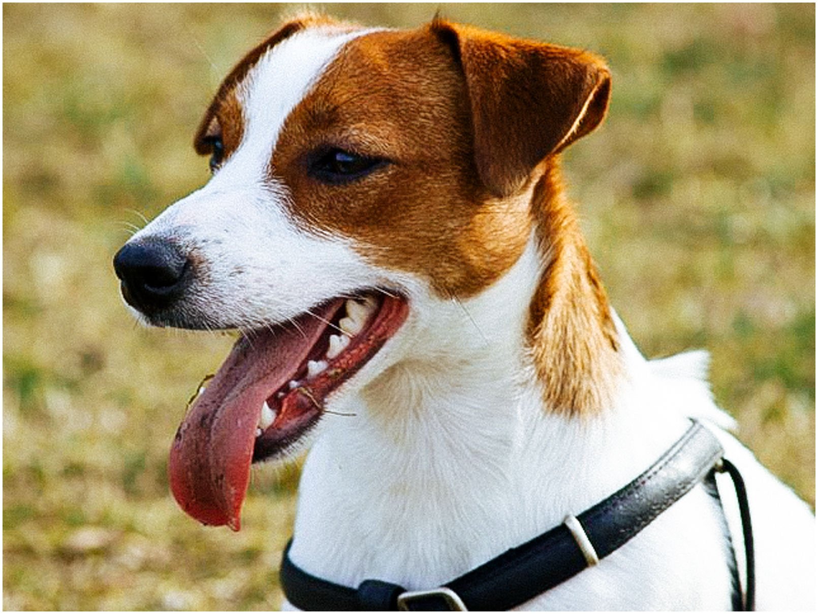 Bronco Bill Drapichrust - Hodowla Jack Russell Terrier Z Todrykowa. Cechy charakterystyczne: dobrze umięśniony, silny pies, pięknie wybarwiony – przekazuje głęboki kolor, doskonały w pracy z człowiekiem, radosny i zrównoważony samiec