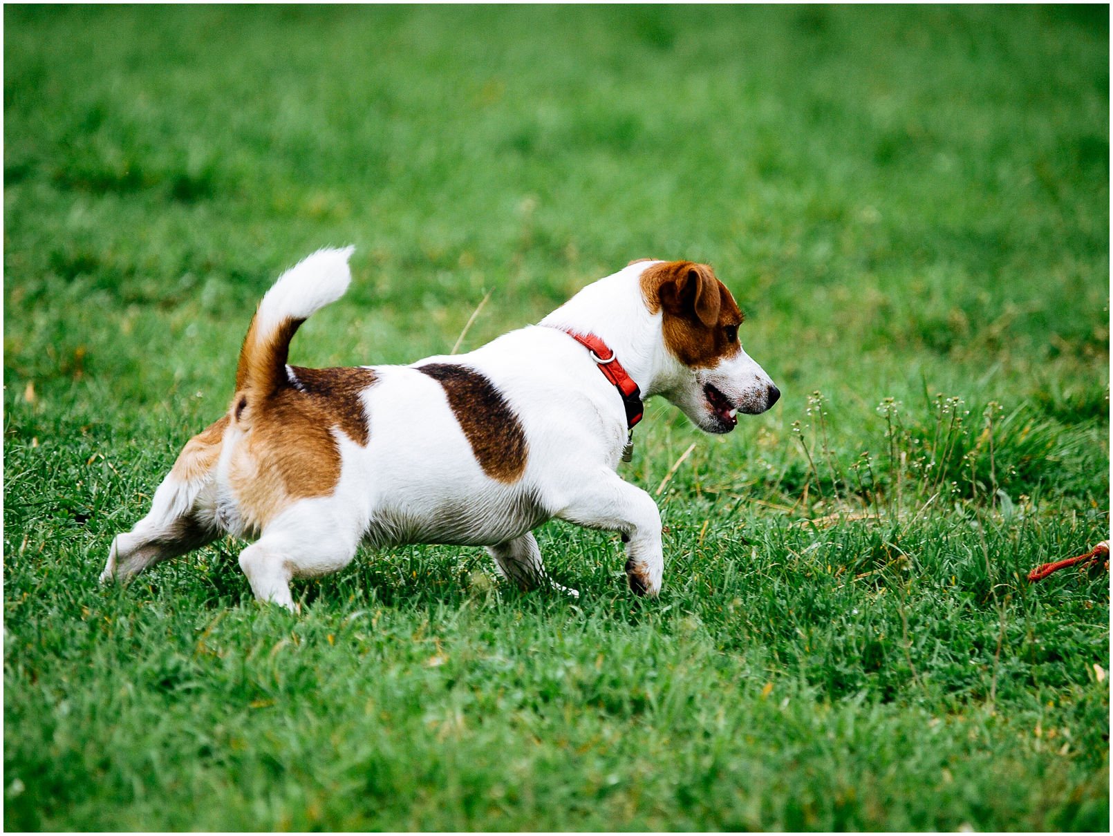 Bronco Bill Drapichrust - Hodowla Jack Russell Terrier Z Todrykowa. Cechy charakterystyczne: dobrze umięśniony, silny pies, pięknie wybarwiony – przekazuje głęboki kolor, doskonały w pracy z człowiekiem, radosny i zrównoważony samiec