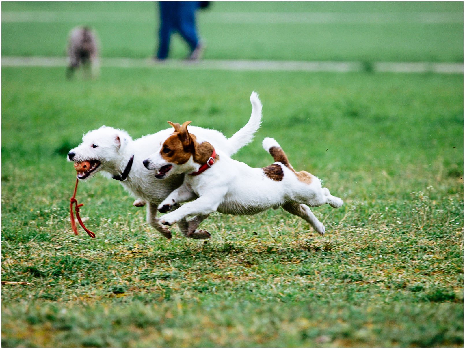 Bronco Bill Drapichrust - Hodowla Jack Russell Terrier Z Todrykowa. Cechy charakterystyczne: dobrze umięśniony, silny pies, pięknie wybarwiony – przekazuje głęboki kolor, doskonały w pracy z człowiekiem, radosny i zrównoważony samiec