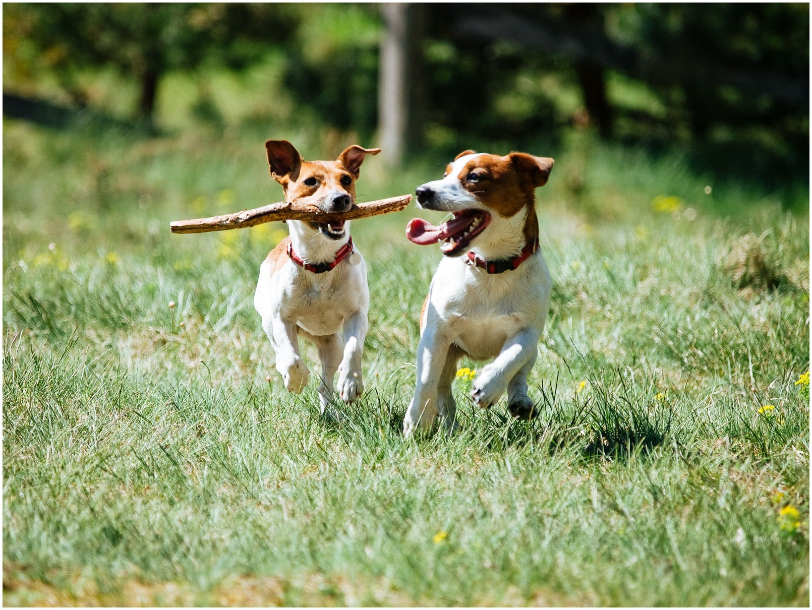 Bronco Bill Drapichrust - Hodowla Jack Russell Terrier Z Todrykowa. Cechy charakterystyczne: dobrze umięśniony, silny pies, pięknie wybarwiony – przekazuje głęboki kolor, doskonały w pracy z człowiekiem, radosny i zrównoważony samiec