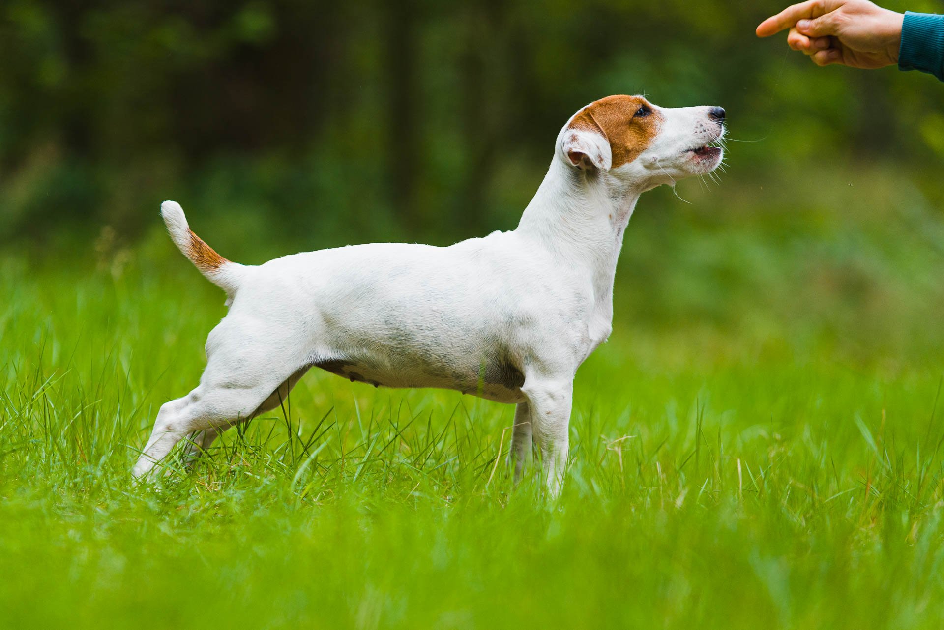 Greta Z Todrykowa - Hodowla Jack Russell Terrier Z Todrykowa