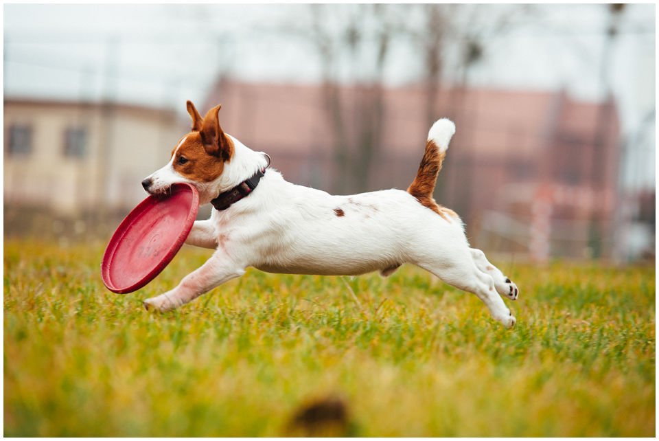 MÓJ RUSSELL CHCE ZACZĄĆ ZABAWĘ W DOGFRISBEE – JAK TO ZROBIĆ? - Hodowla Jack Russell Terrier Z Todrykowa. Właśnie doczekaliśmy się upragnionego szczeniaczka – małego russellka, który wedle naszych wszelkich przewidywań okazał się być wyjątkowo żywym, skocznym i radosnym stworzeniem.