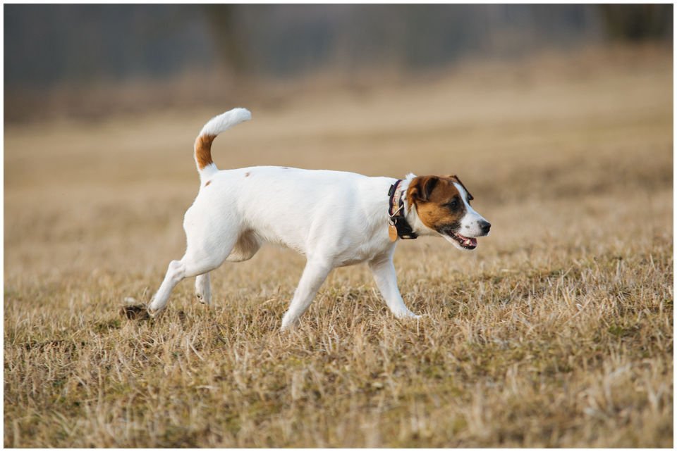 Hodowla Jack Russell Terrier Z Todrykowa, Poznań, Toruń, Brodnica, ZKwP