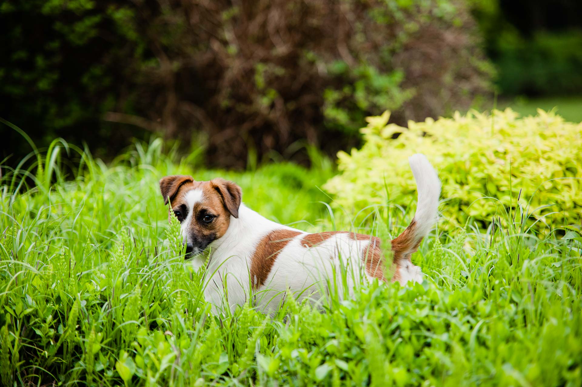Hodowla Jack Russell Terrier Z Todrykowa, Nasze psy. Nasza pasja do pracy z psami, kynologii i rasy Jack Russell Terrier zaowocowała założeniem hodowli Z Todrykowa. Psy w naszym życiu zajmują szczególne miejsce, są członkami naszej rodziny, razem z nami podróżują i odpoczywają.