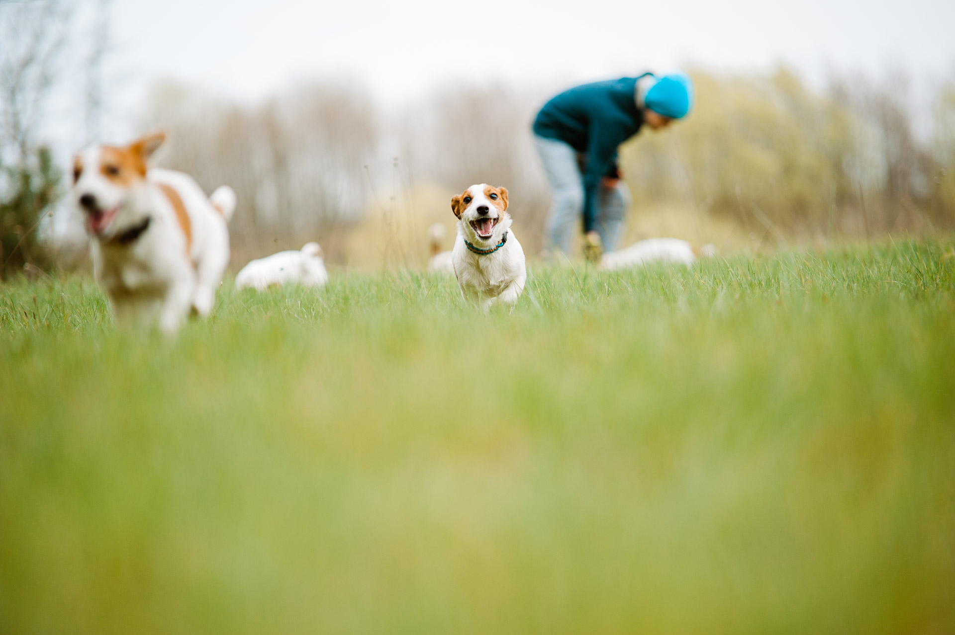 Luna Z Todrykowa - Hodowla Jack Russell Terrier Z Todrykowa. Cechy charakterystyczne: mała suczka o pięknej głowie, drobnej budowie, niebywałej zwinności i zwrotności, uwielbia wypoczywać w samotności, uparta