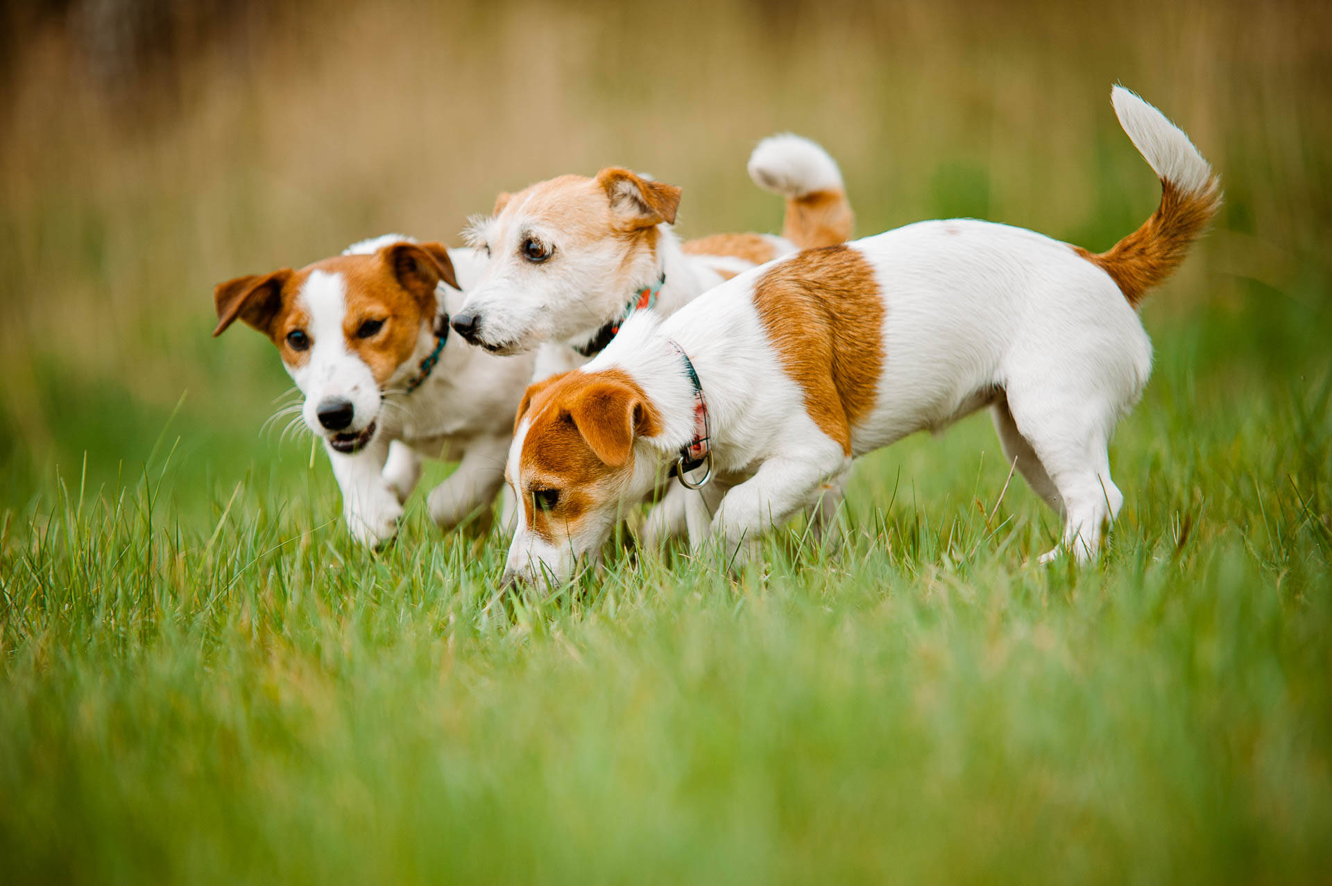 Luna Z Todrykowa - Hodowla Jack Russell Terrier Z Todrykowa. Cechy charakterystyczne: mała suczka o pięknej głowie, drobnej budowie, niebywałej zwinności i zwrotności, uwielbia wypoczywać w samotności, uparta