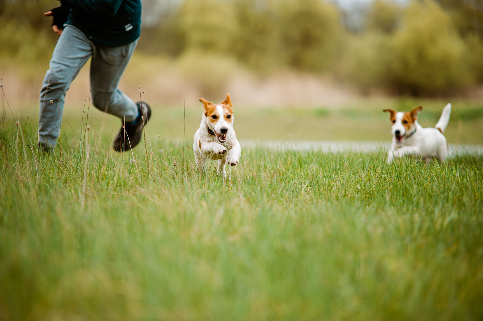 Luna Z Todrykowa - Hodowla Jack Russell Terrier Z Todrykowa. Cechy charakterystyczne: mała suczka o pięknej głowie, drobnej budowie, niebywałej zwinności i zwrotności, uwielbia wypoczywać w samotności, uparta