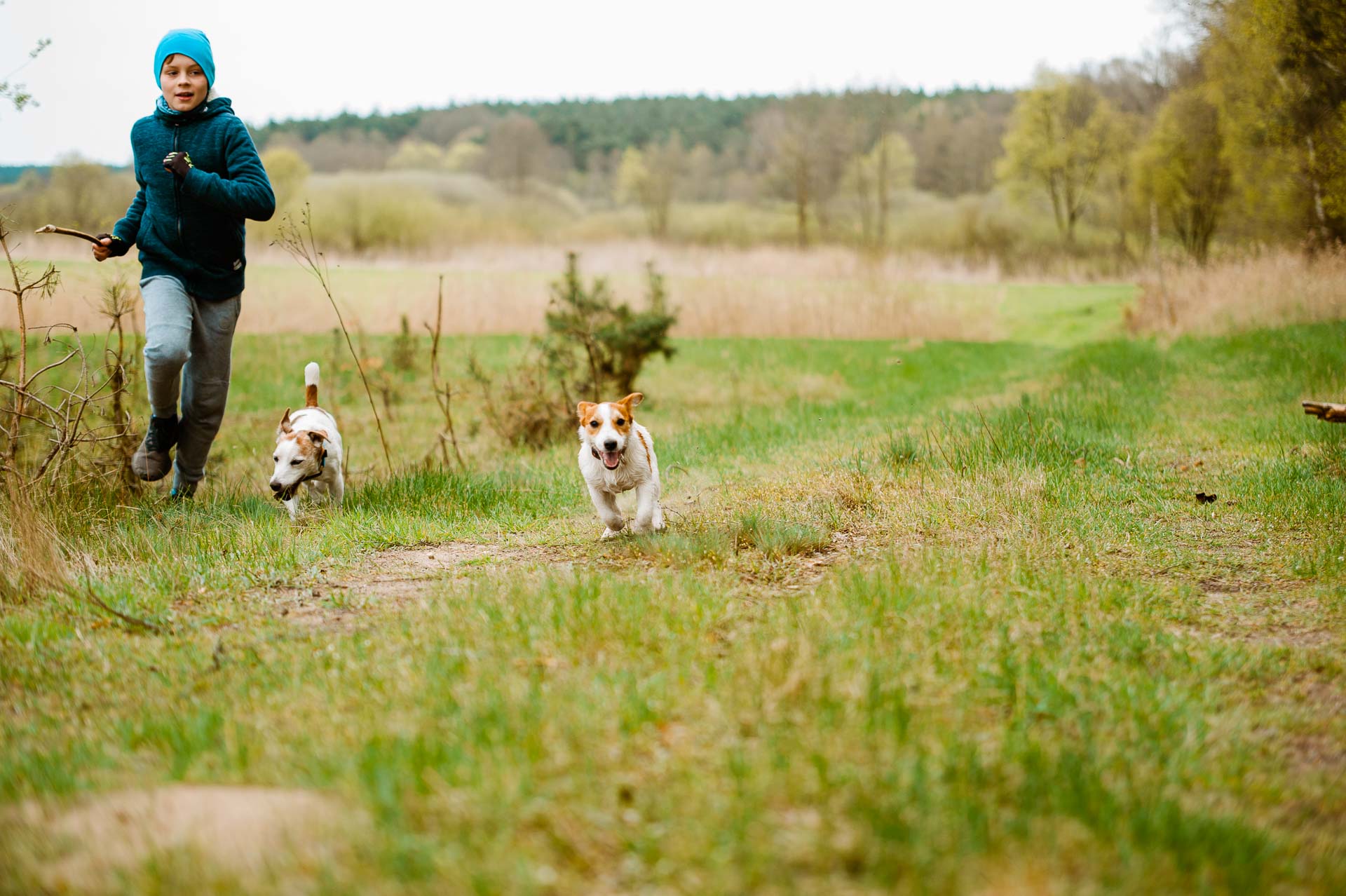 Luna Z Todrykowa - Hodowla Jack Russell Terrier Z Todrykowa. Cechy charakterystyczne: mała suczka o pięknej głowie, drobnej budowie, niebywałej zwinności i zwrotności, uwielbia wypoczywać w samotności, uparta