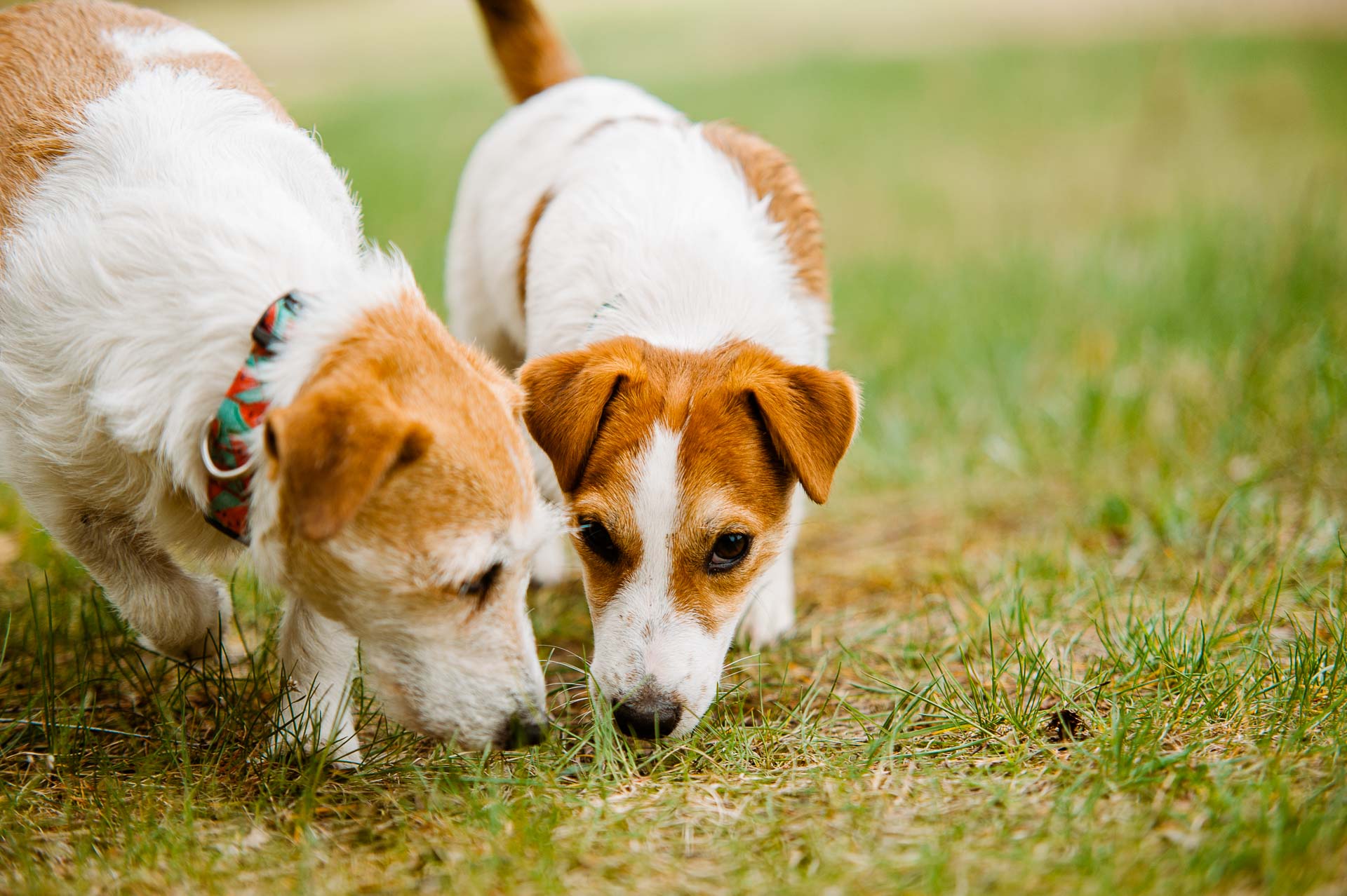 Luna Z Todrykowa - Hodowla Jack Russell Terrier Z Todrykowa. Cechy charakterystyczne: mała suczka o pięknej głowie, drobnej budowie, niebywałej zwinności i zwrotności, uwielbia wypoczywać w samotności, uparta