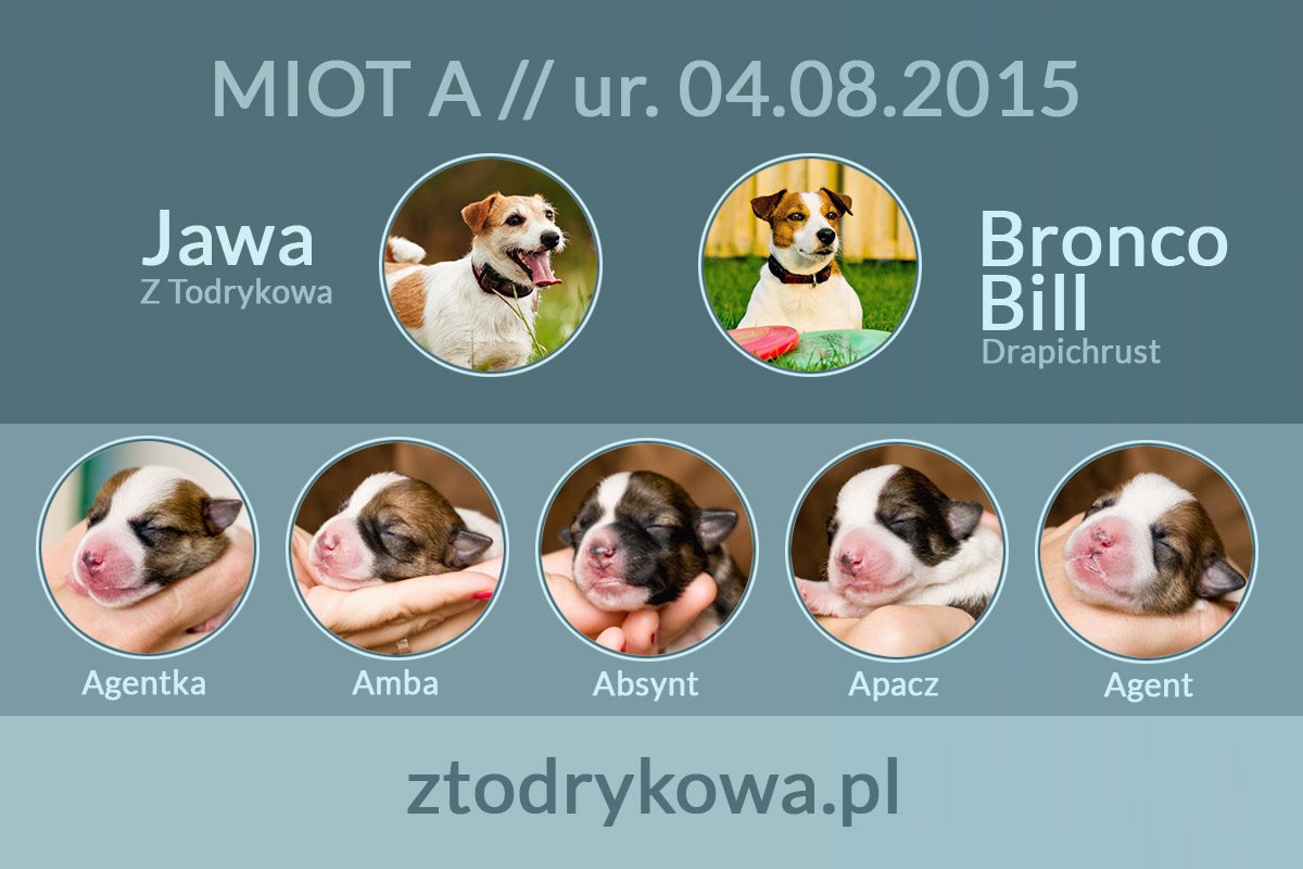 Miot A