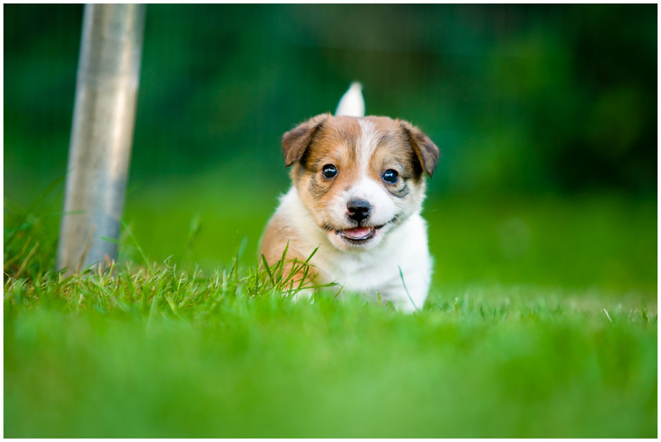 Miot Y z Todrykowa - Hodowla Jack Russell Terrier ZKwP FCI