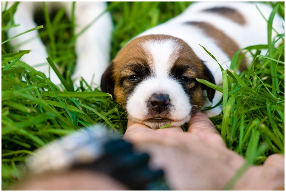 miot z Todrykowa Jack Russell Terrier 2016 Hiko