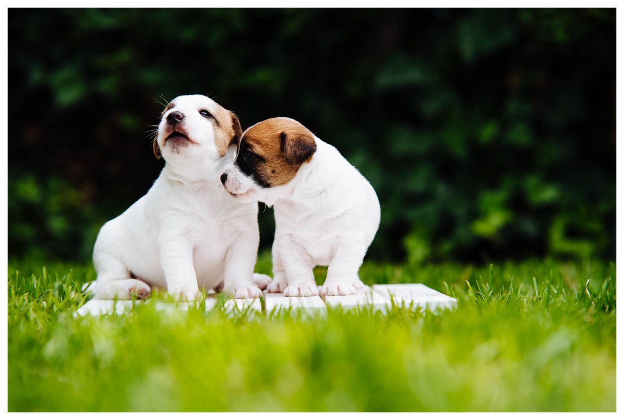 Hodowla Z Todrykowa - Miot K, Jack Russell Terrier