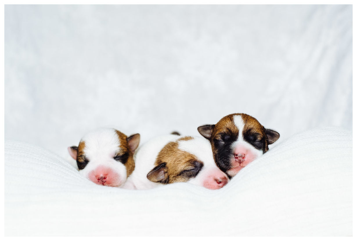 Hodowla Jack Russell z Todrykowa Miot K