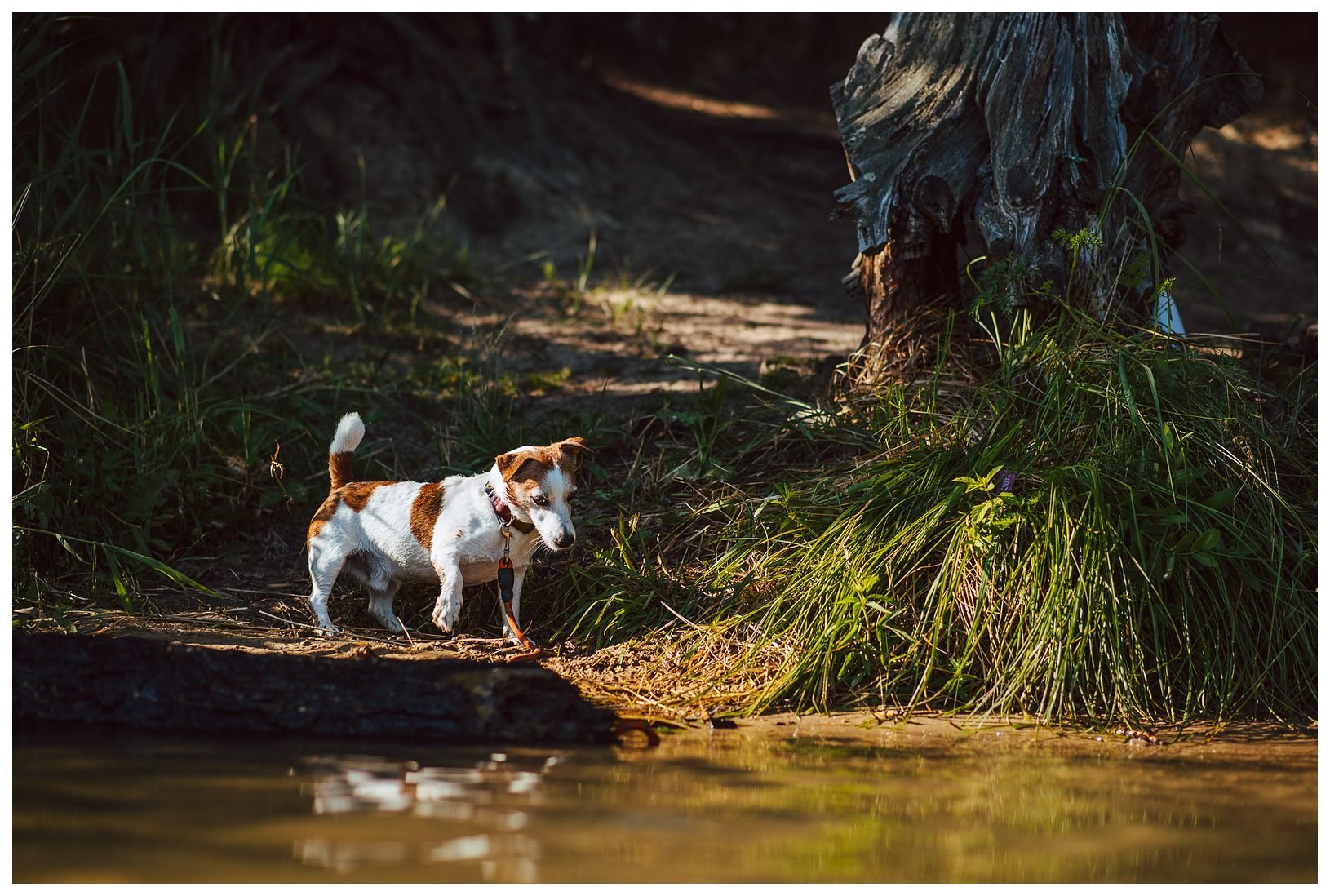 Z Todrykowa Jack Russell Terrier Hodowla