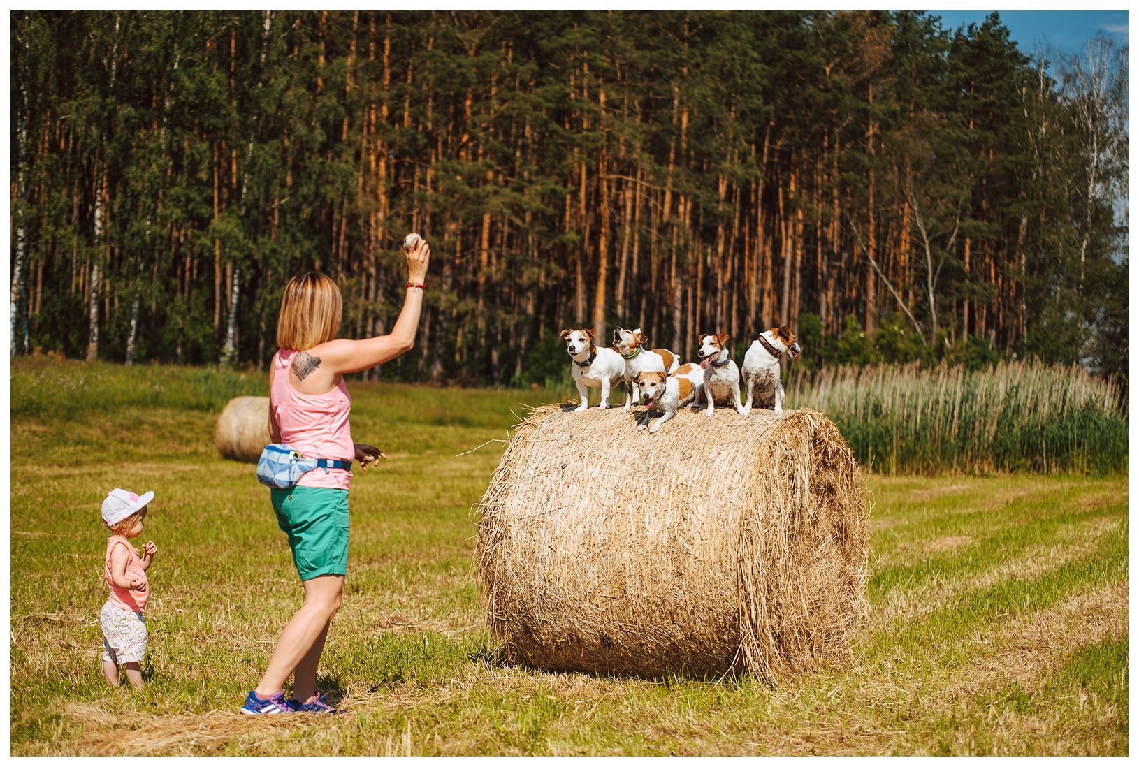 Hodowla Jack Russell Terrier z Todrykowa