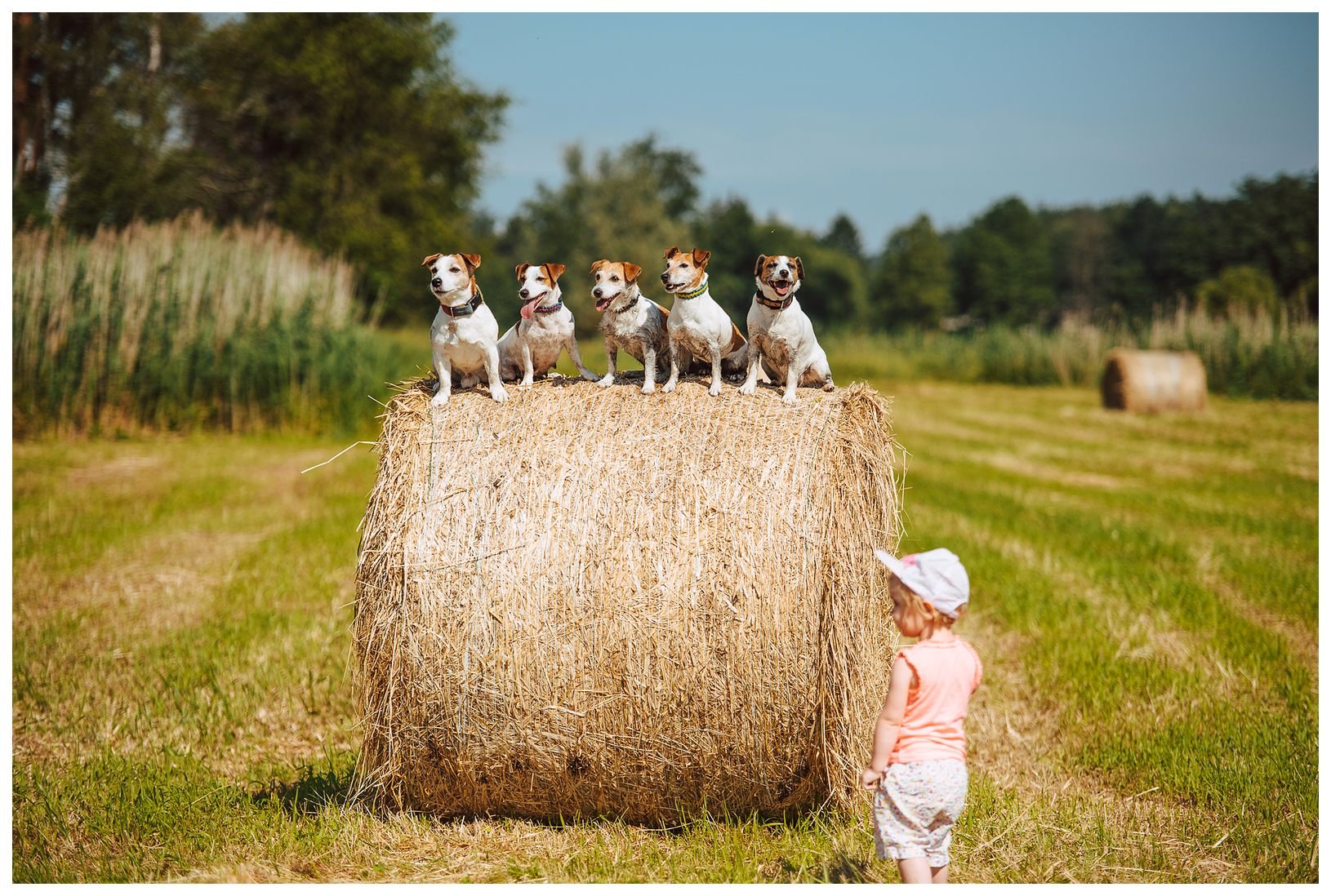 Hodowla Jack Russell Terrier z Todrykowa
