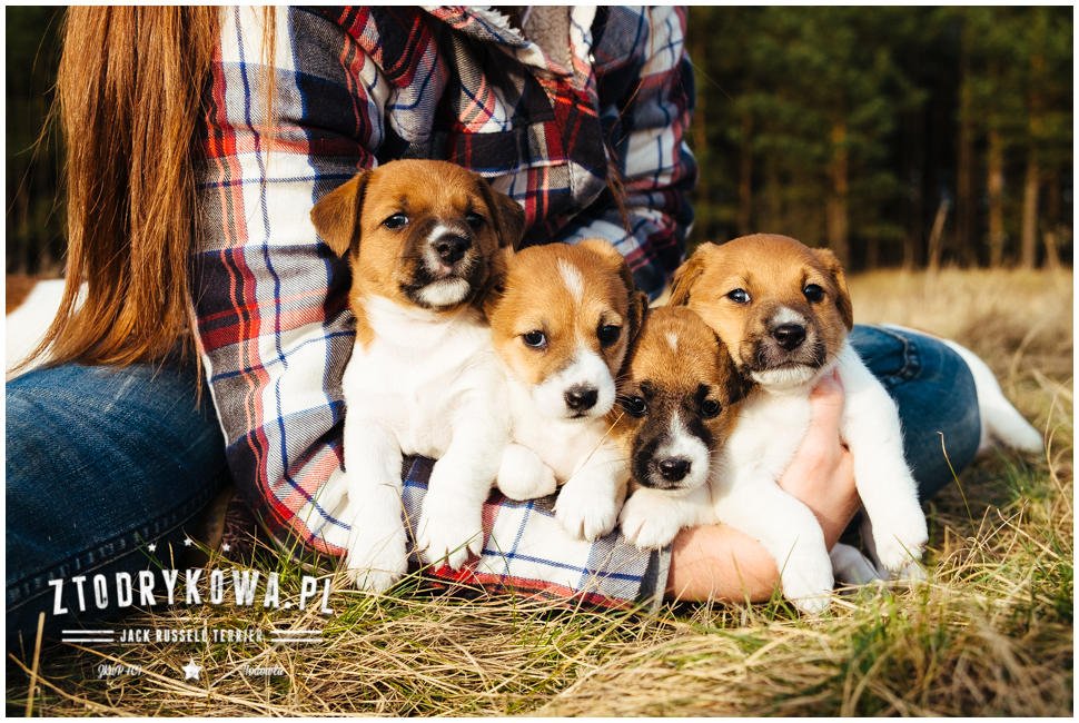 Cloe PRINCESSIN CONI - TOLA - Hodowla Jack Russell Terrier Z Todrykowa.  Cechy charakterystyczne: budowa lekka, drobnokoścista, zwinna i bardzo skoczna, nieprzeciętny charakter, zadziorny i typowy dla teriera temperament