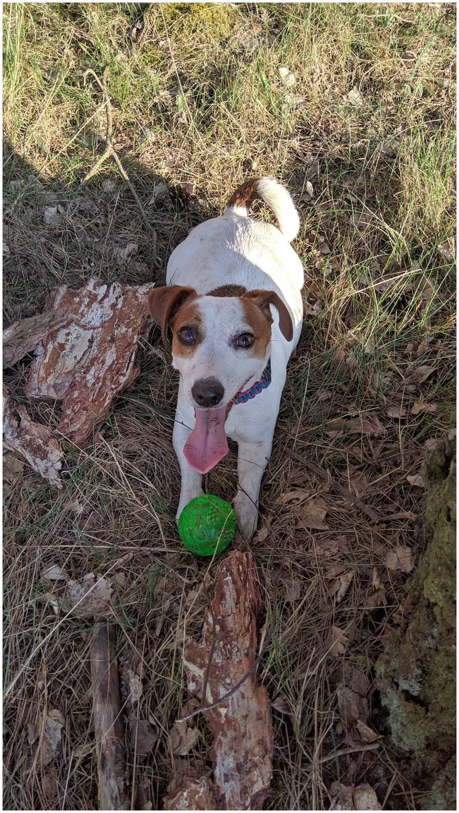 Hodowla z Todrykowa Jack Russell Terrier