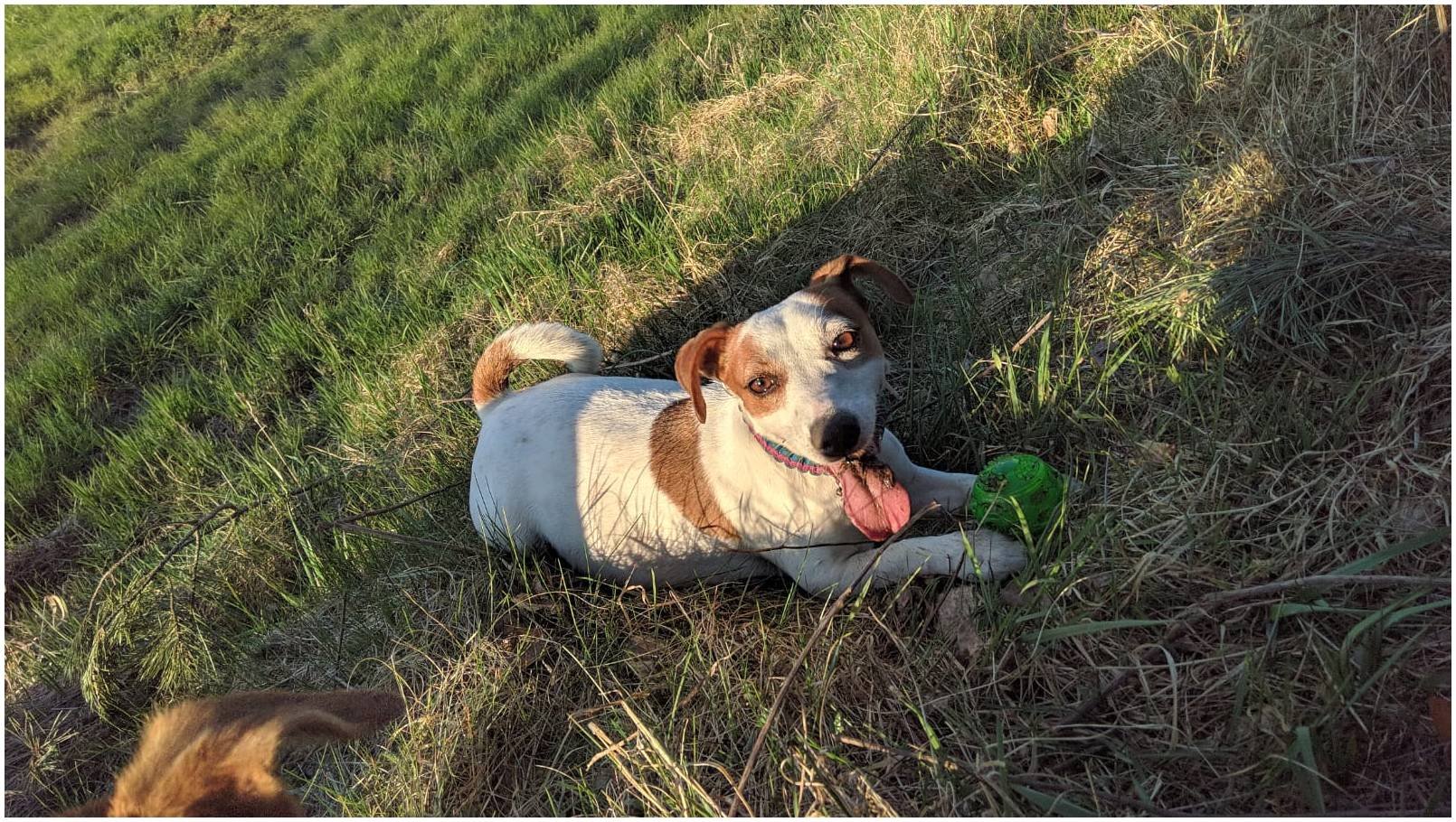 Hodowla z Todrykowa Jack Russell Terrier