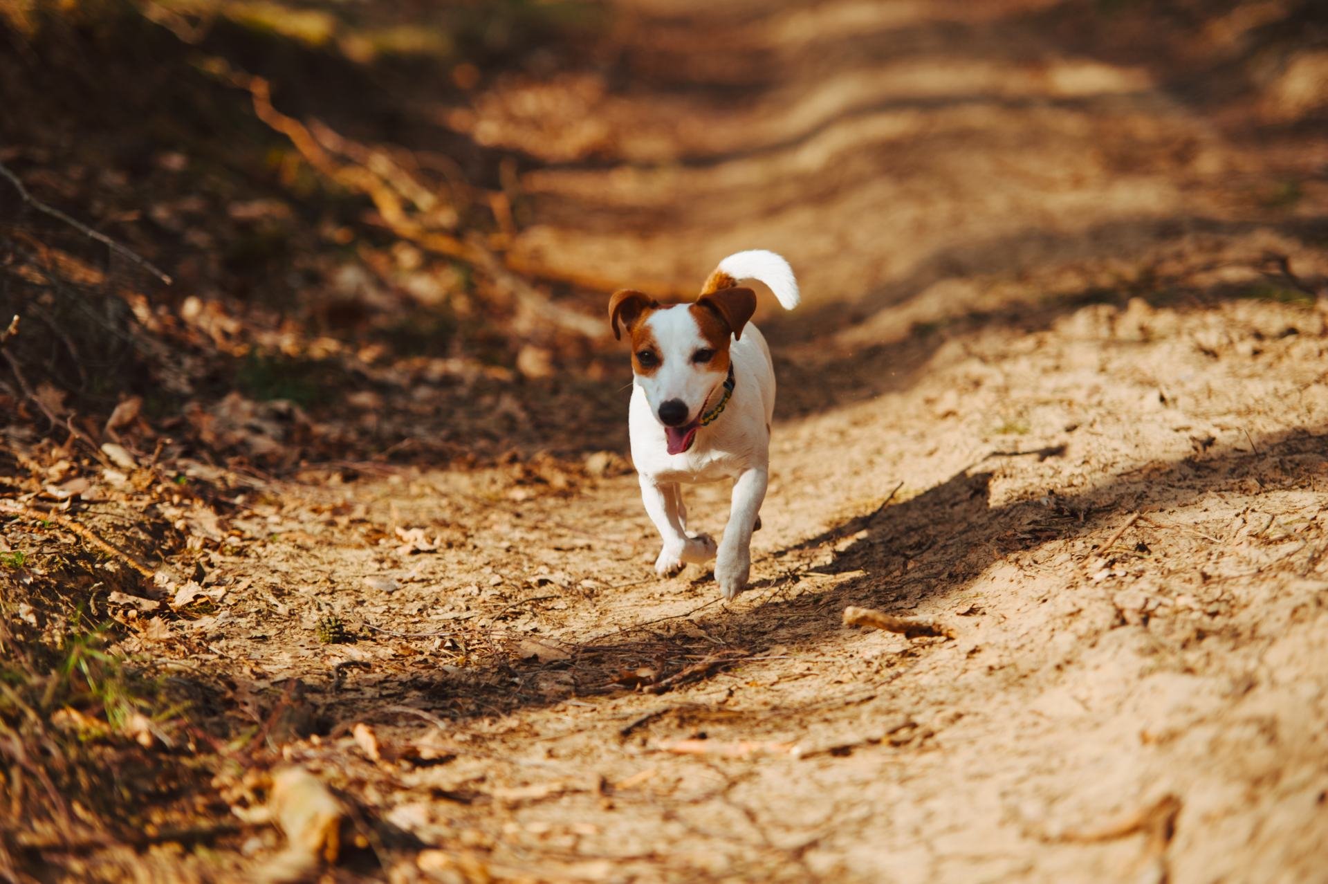 Hodowla z Todrykowa Jack Russell Terrier
