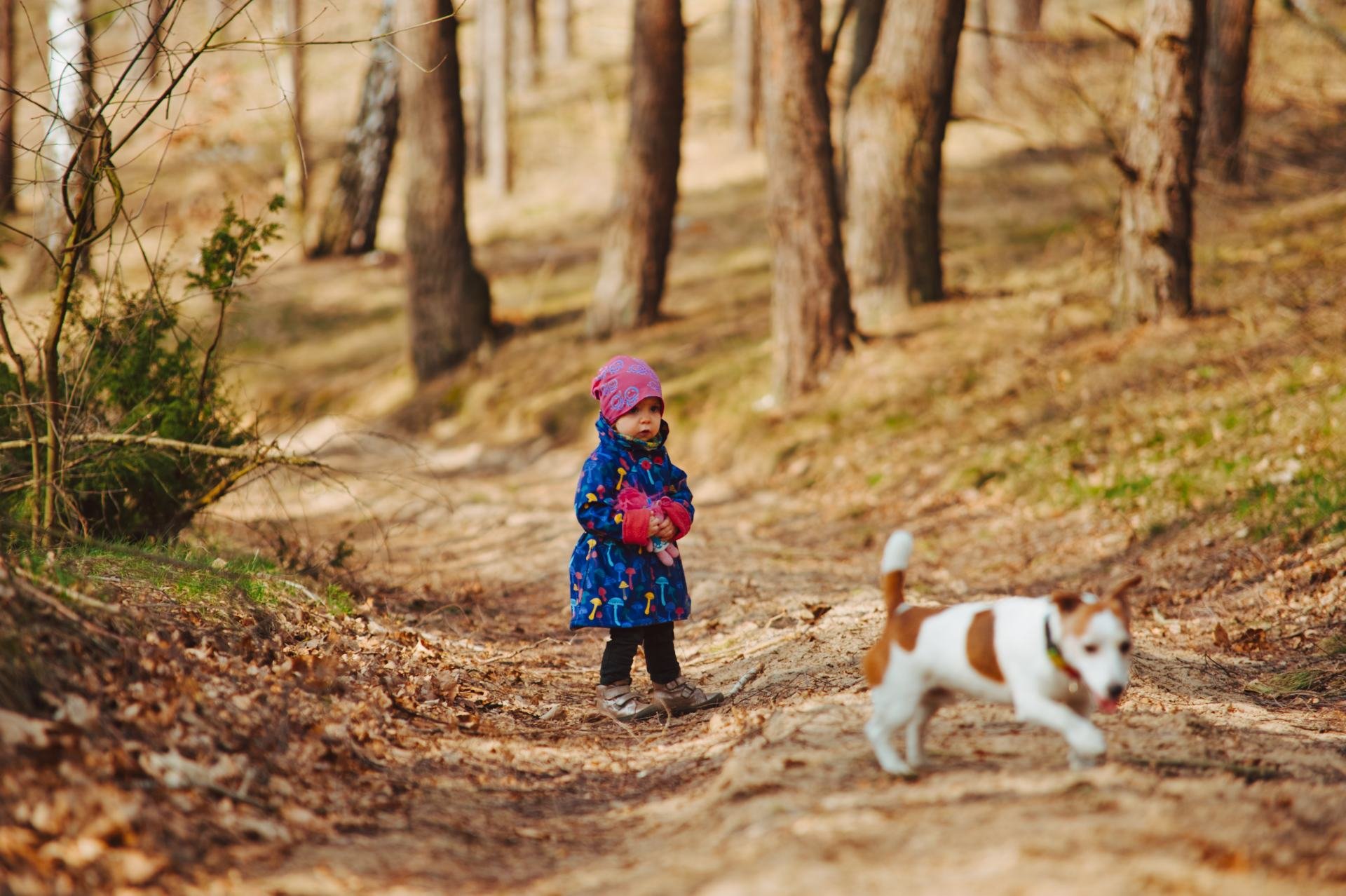 Hodowla z Todrykowa Jack Russell Terrier