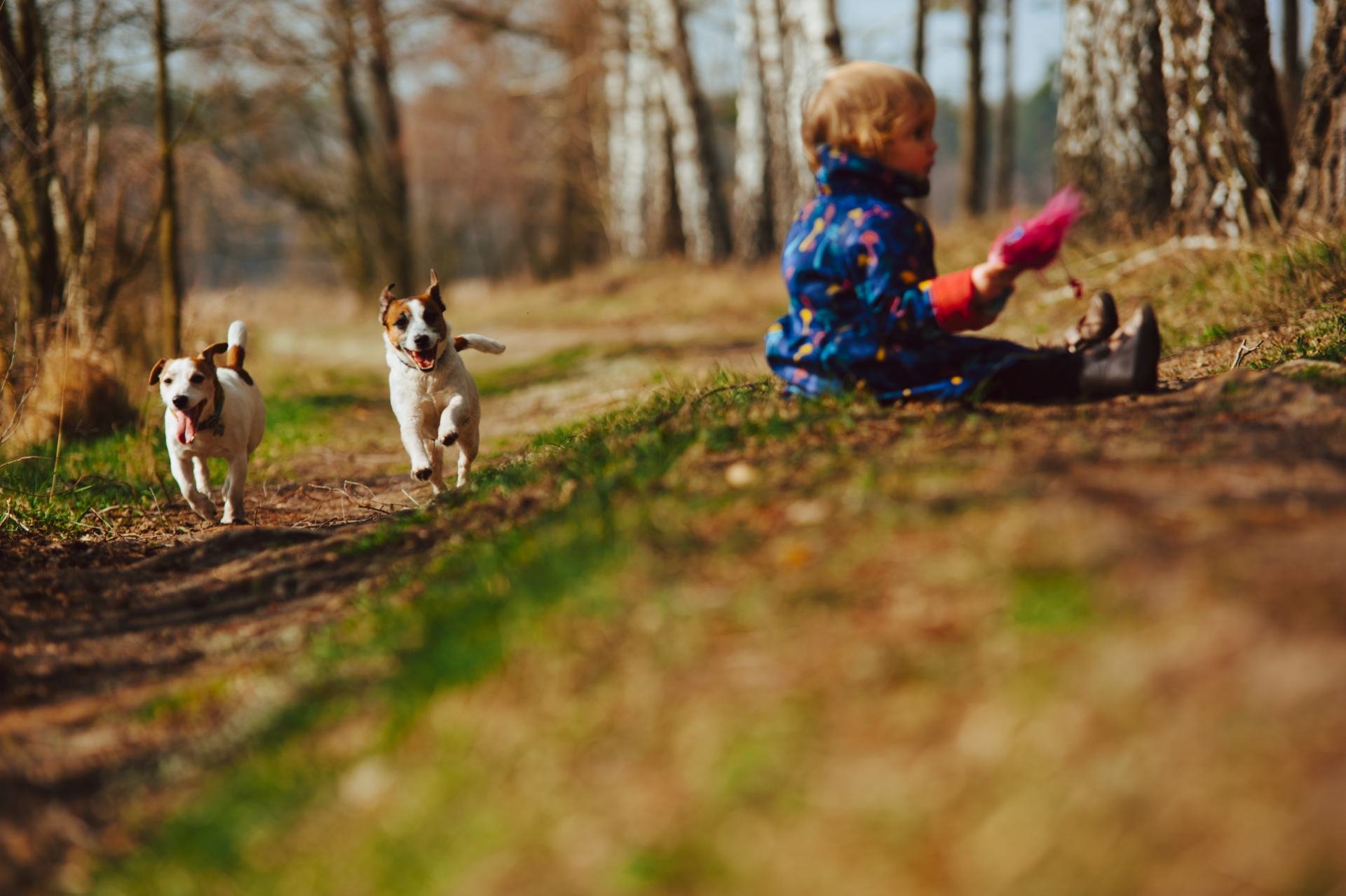 Hodowla z Todrykowa Jack Russell Terrier