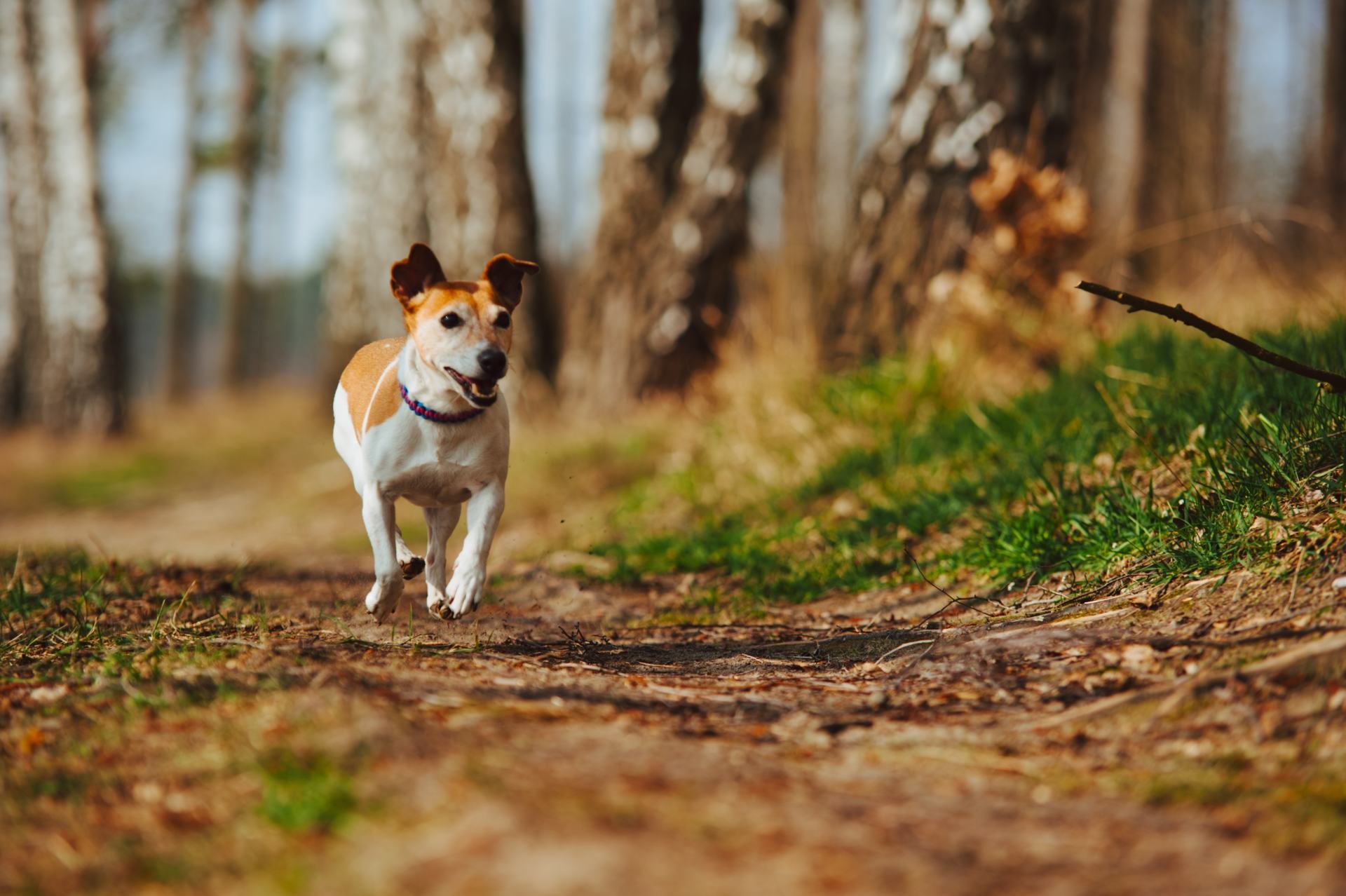 Hodowla z Todrykowa Jack Russell Terrier