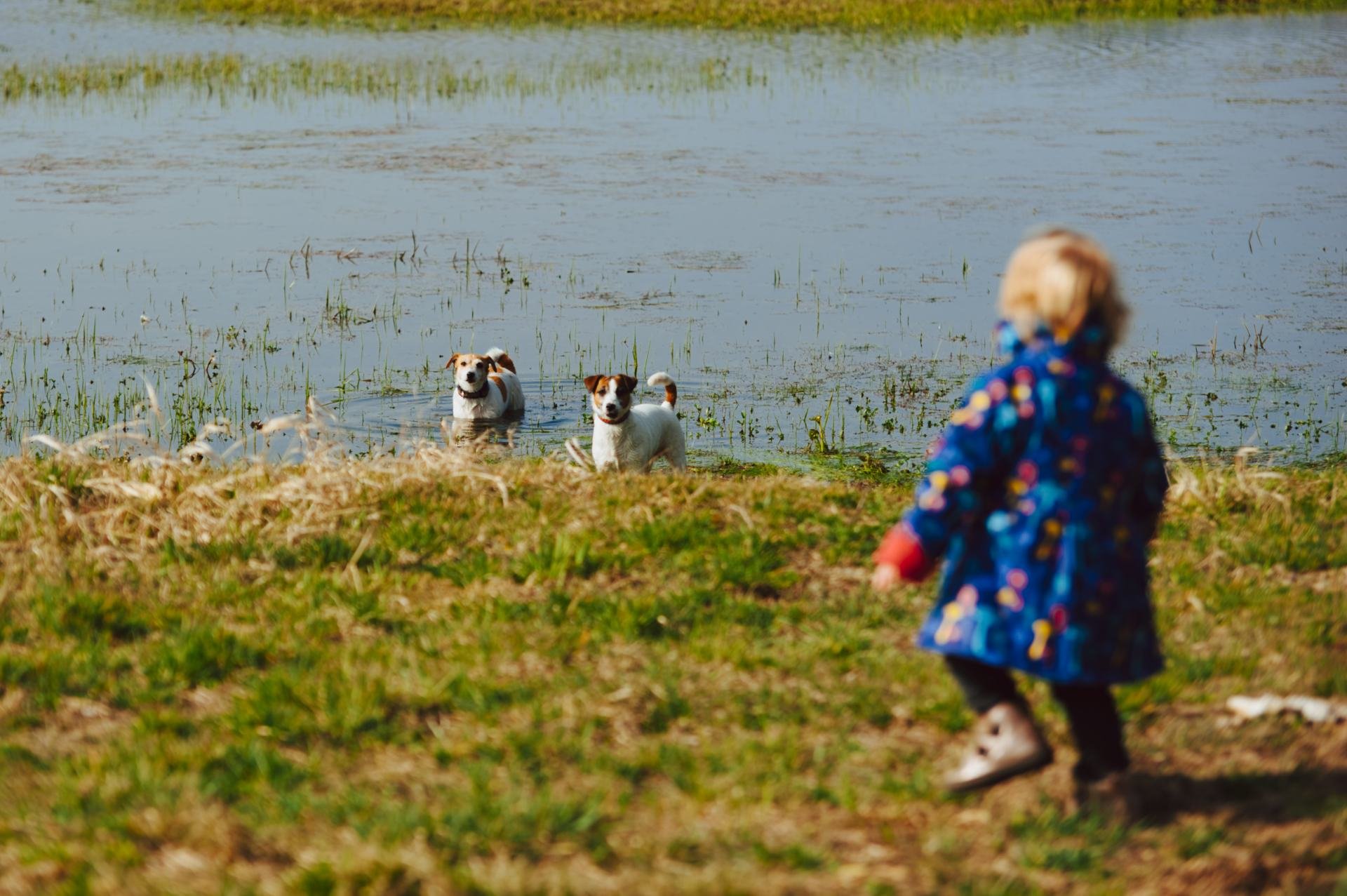 Hodowla z Todrykowa Jack Russell Terrier