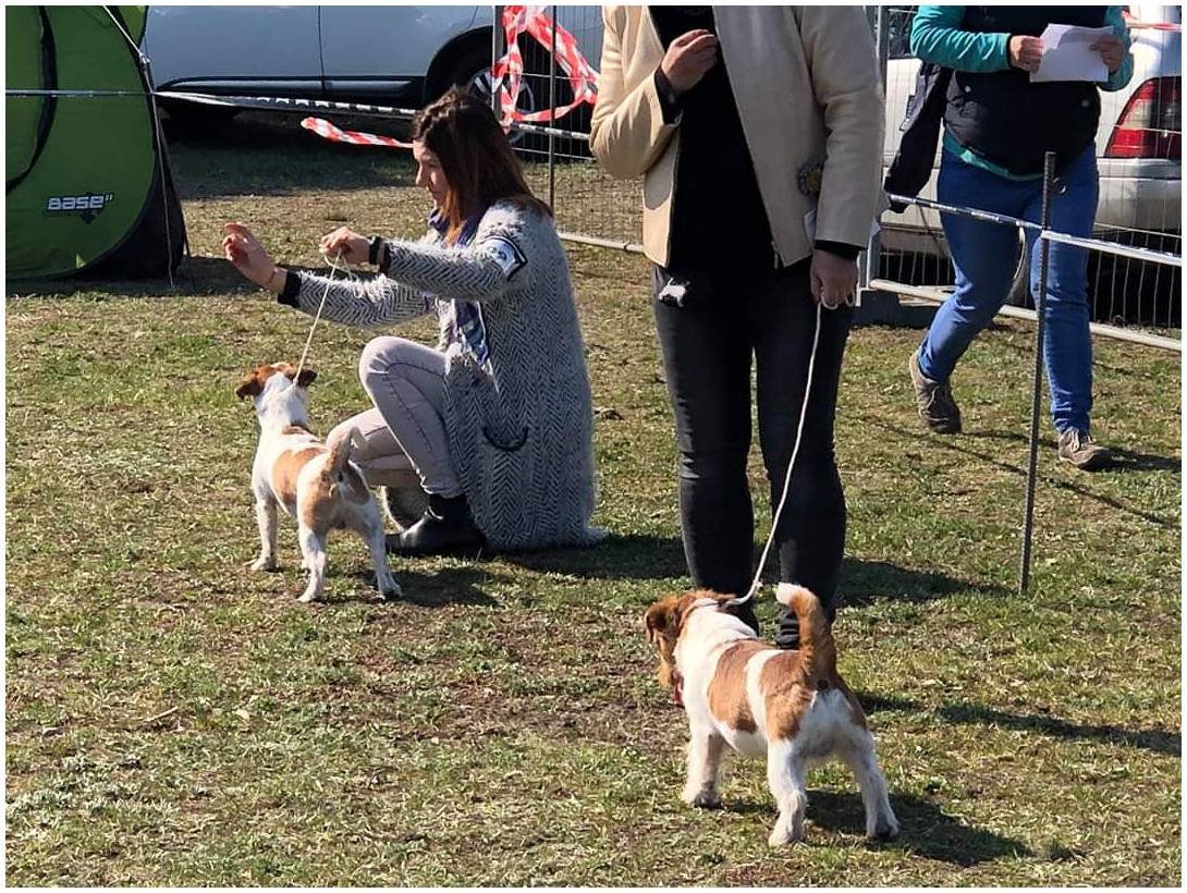 Hodowla z Todrykowa Jack Russell Terrier