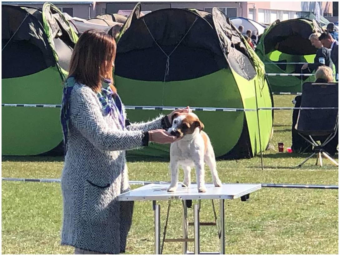 Hodowla z Todrykowa Jack Russell Terrier