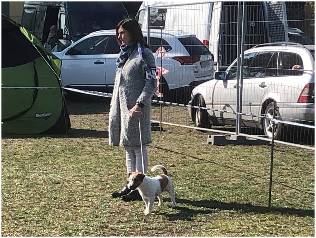 Hodowla z Todrykowa Jack Russell Terrier
