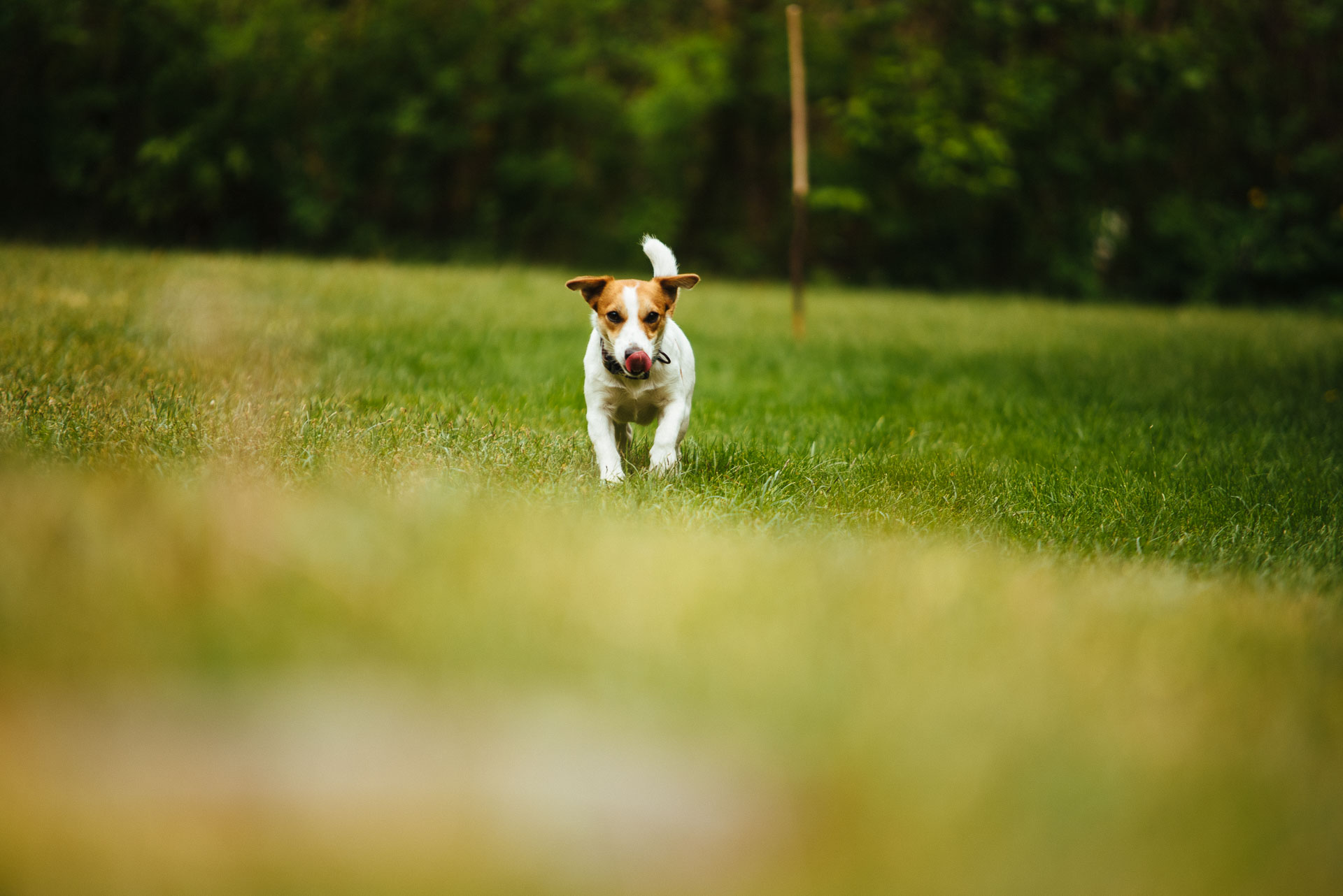 Jack Russell Terrier - Hodowla z Todrykowa